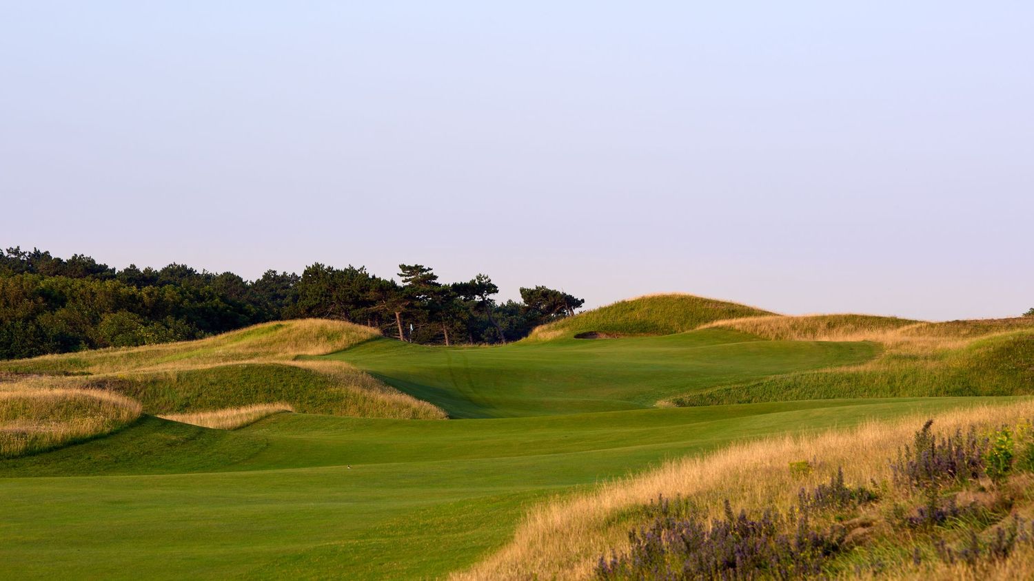 A links golf course fairway with undulating terrain, golden rough grass, and pine trees on the horizon.