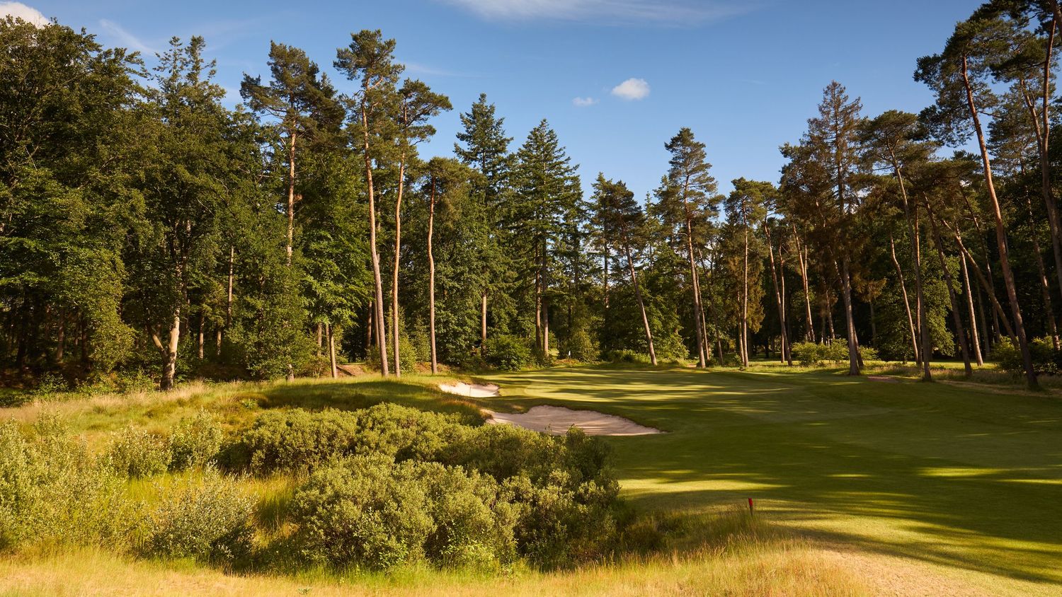 Lush golf course fairway surrounded by tall pine trees with a sand bunker and golden evening light.
