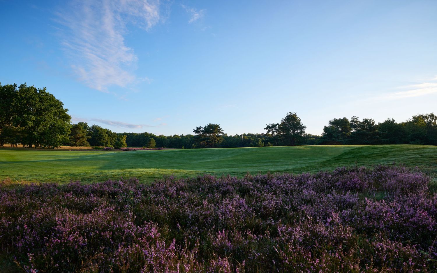Heathland golf course fairway bordered by vibrant purple heather under a clear blue summer sky.