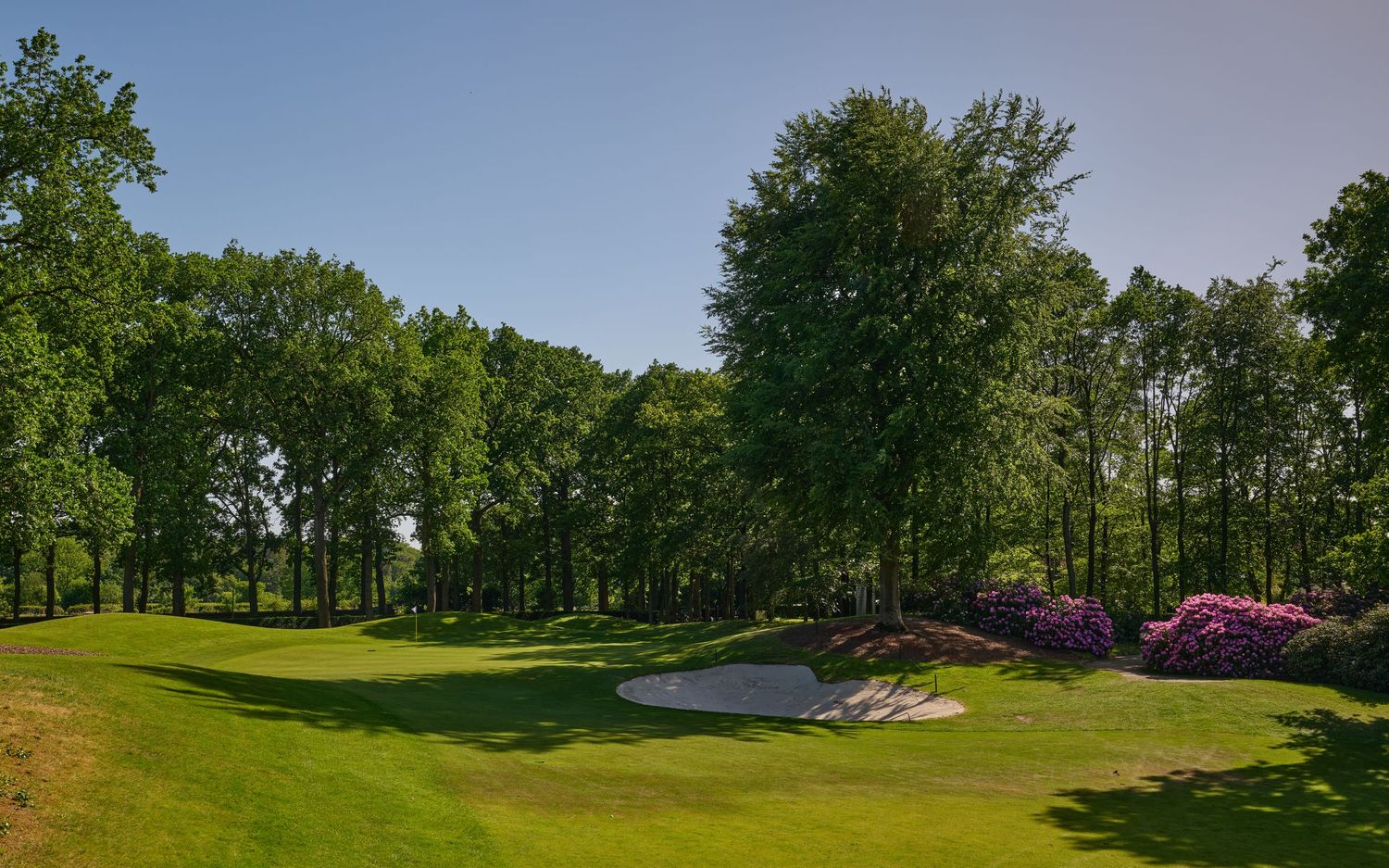 Lush green golf course fairway surrounded by tall trees with colorful azalea bushes and sand bunker.
