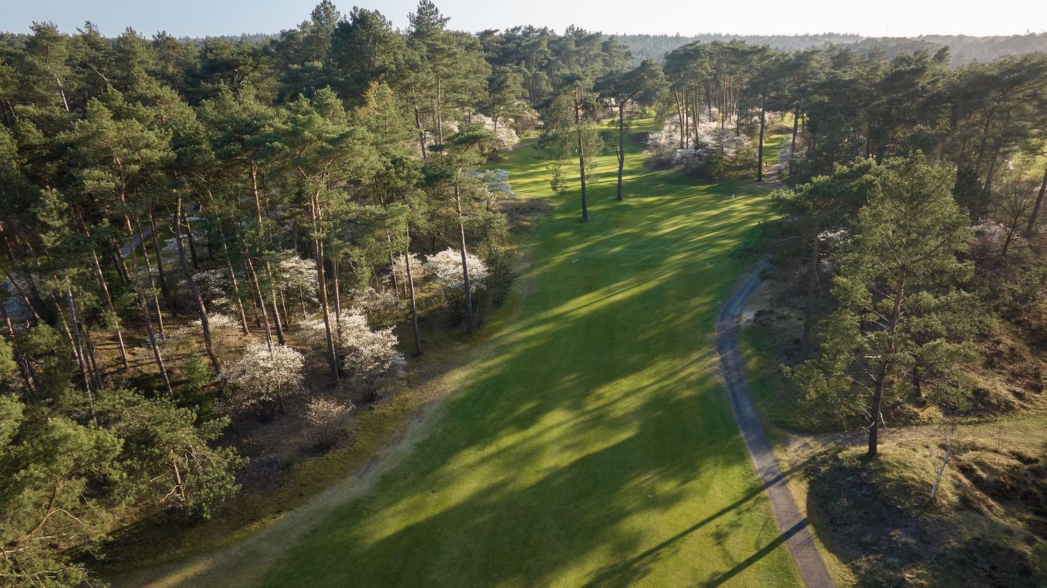 Aerial perspective of a lush green golf fairway flanked by tall pine trees and blooming white shrubs in spring.