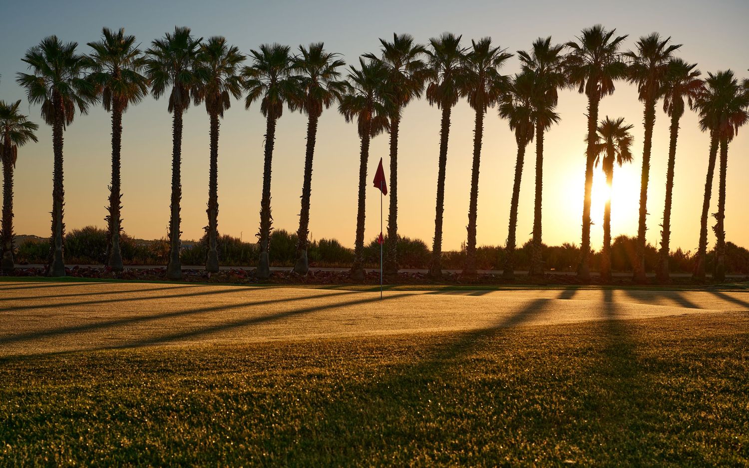 Row of tall palm trees casting long shadows across a golf course fairway at golden sunset.