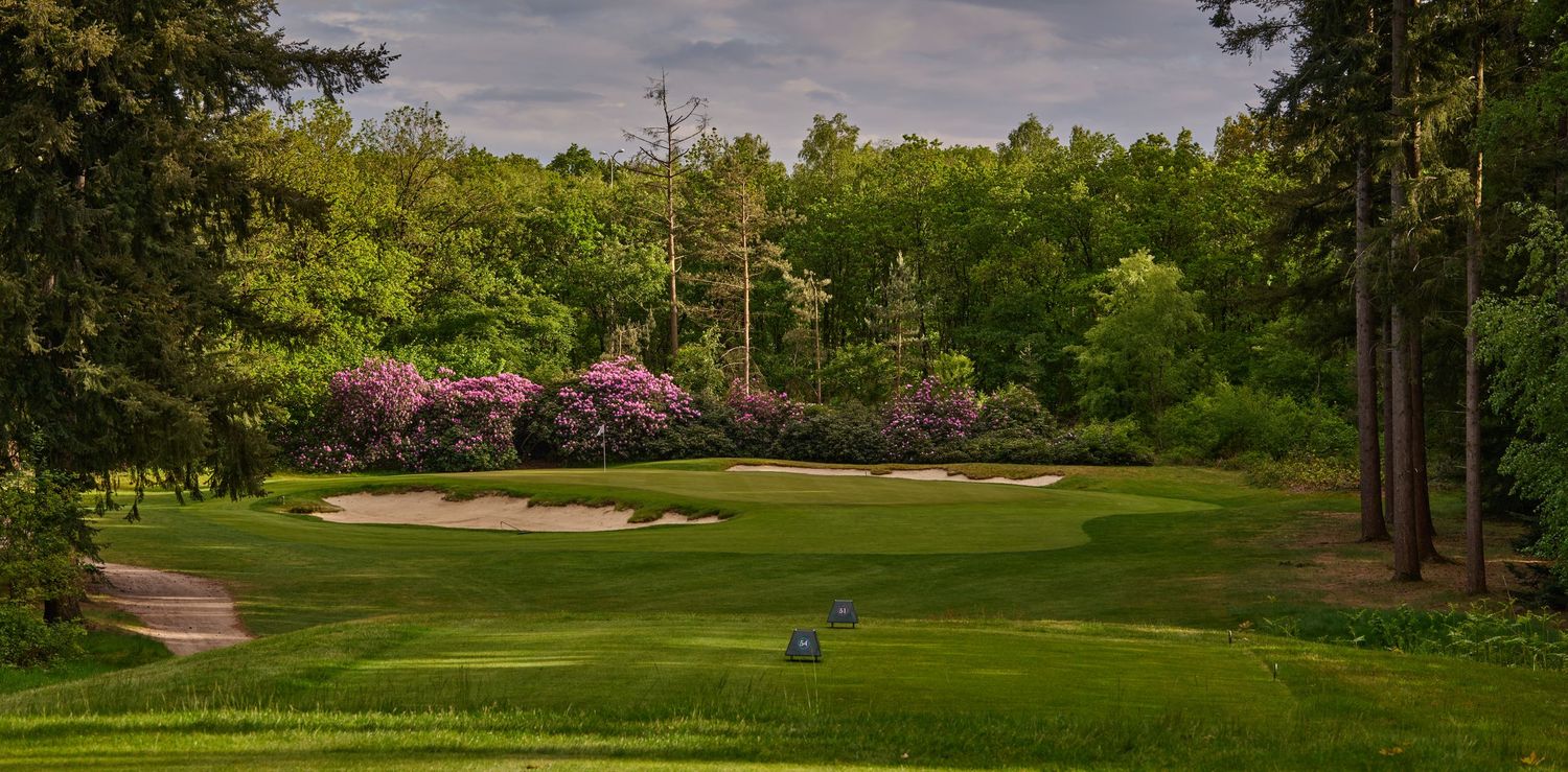 Lush golf course green surrounded by blooming pink rhododendrons and tall trees in spring.