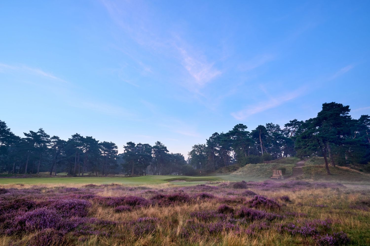A heathland golf course with vibrant purple heather blooming beneath pine trees under a clear blue sky.