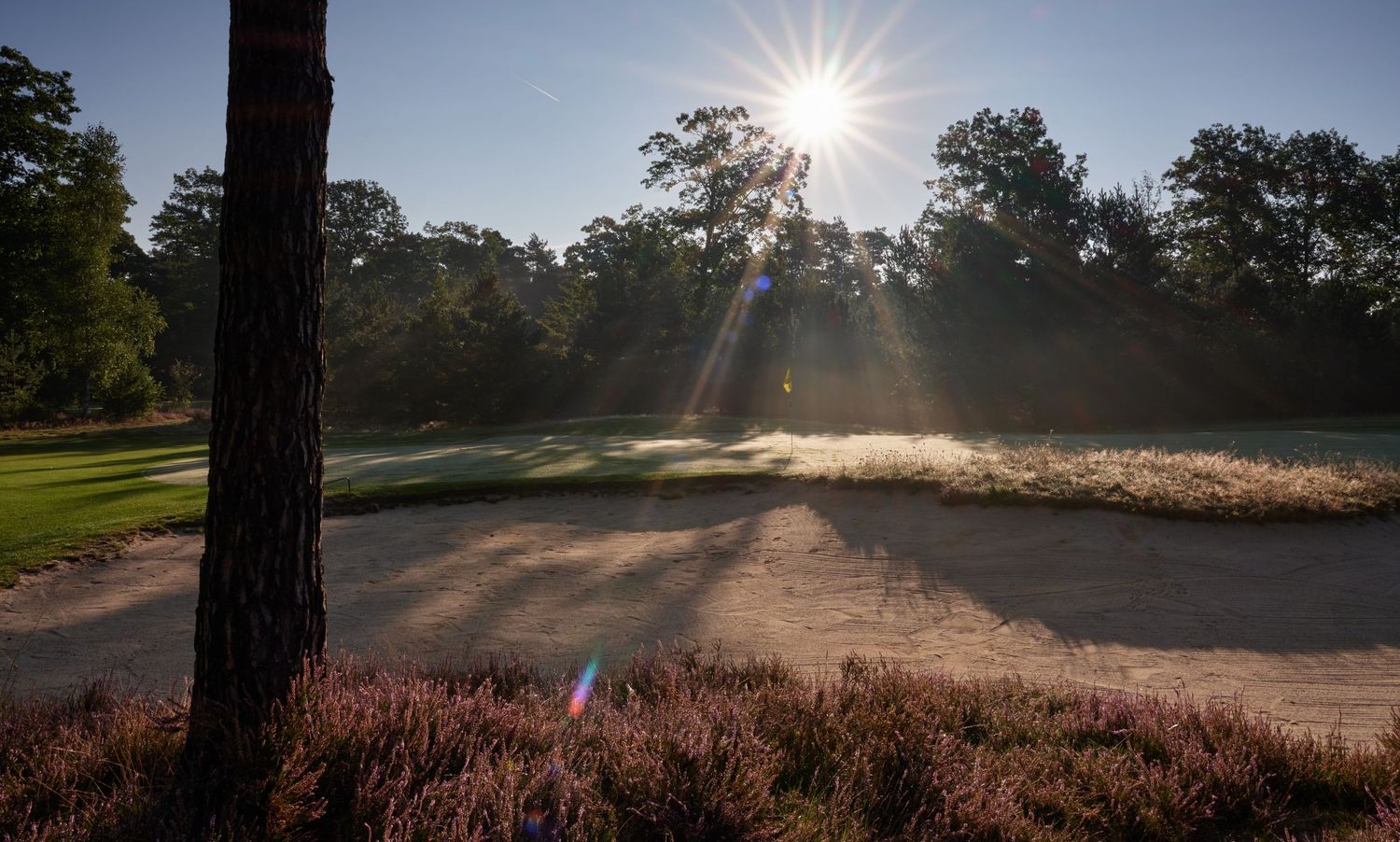 Sunlight bursts through pine trees over a sandy golf bunker surrounded by heather at dawn.
