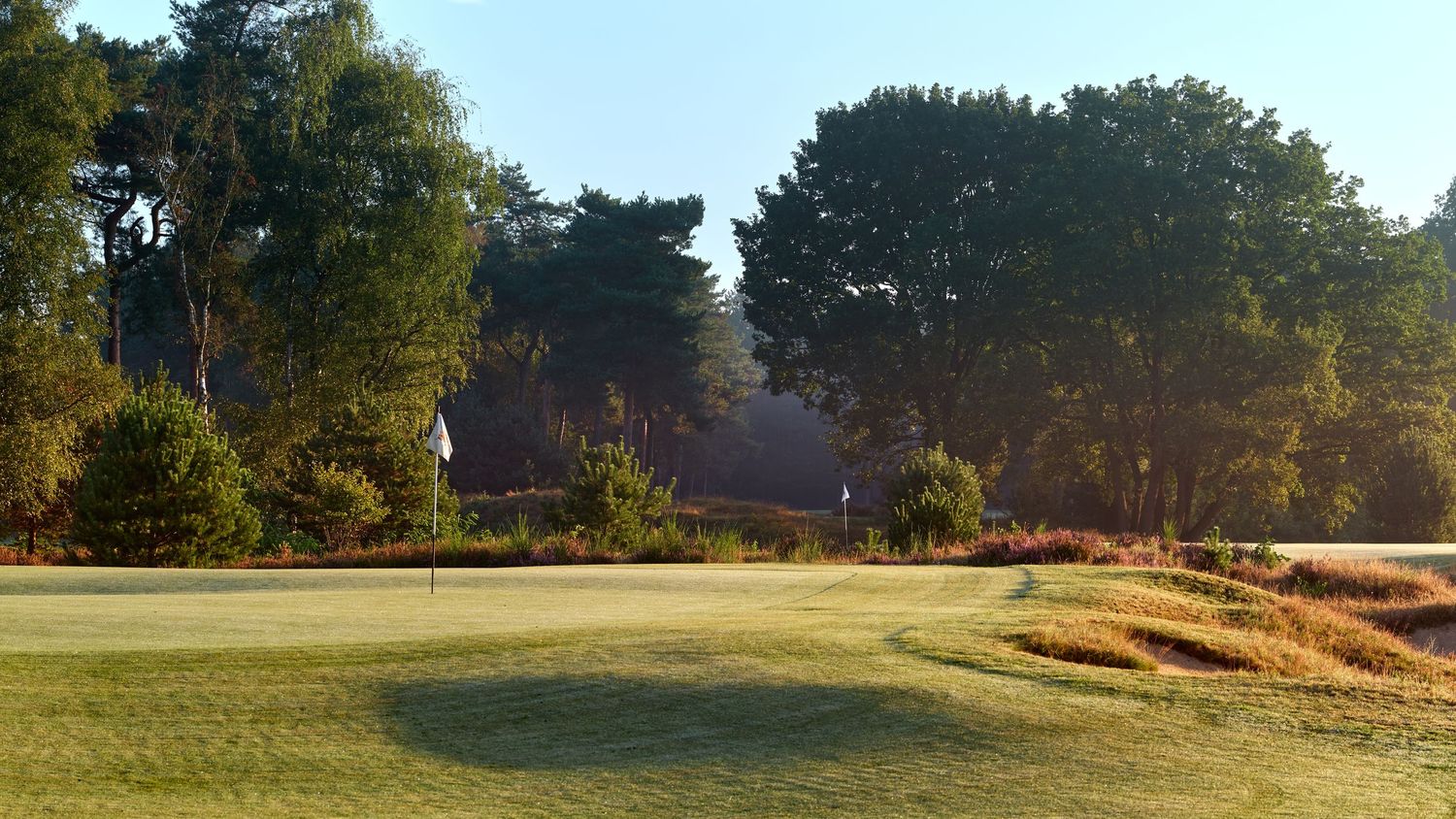 Sunlit heathland golf course fairway with pine trees, rough grasses, and soft morning mist in background.