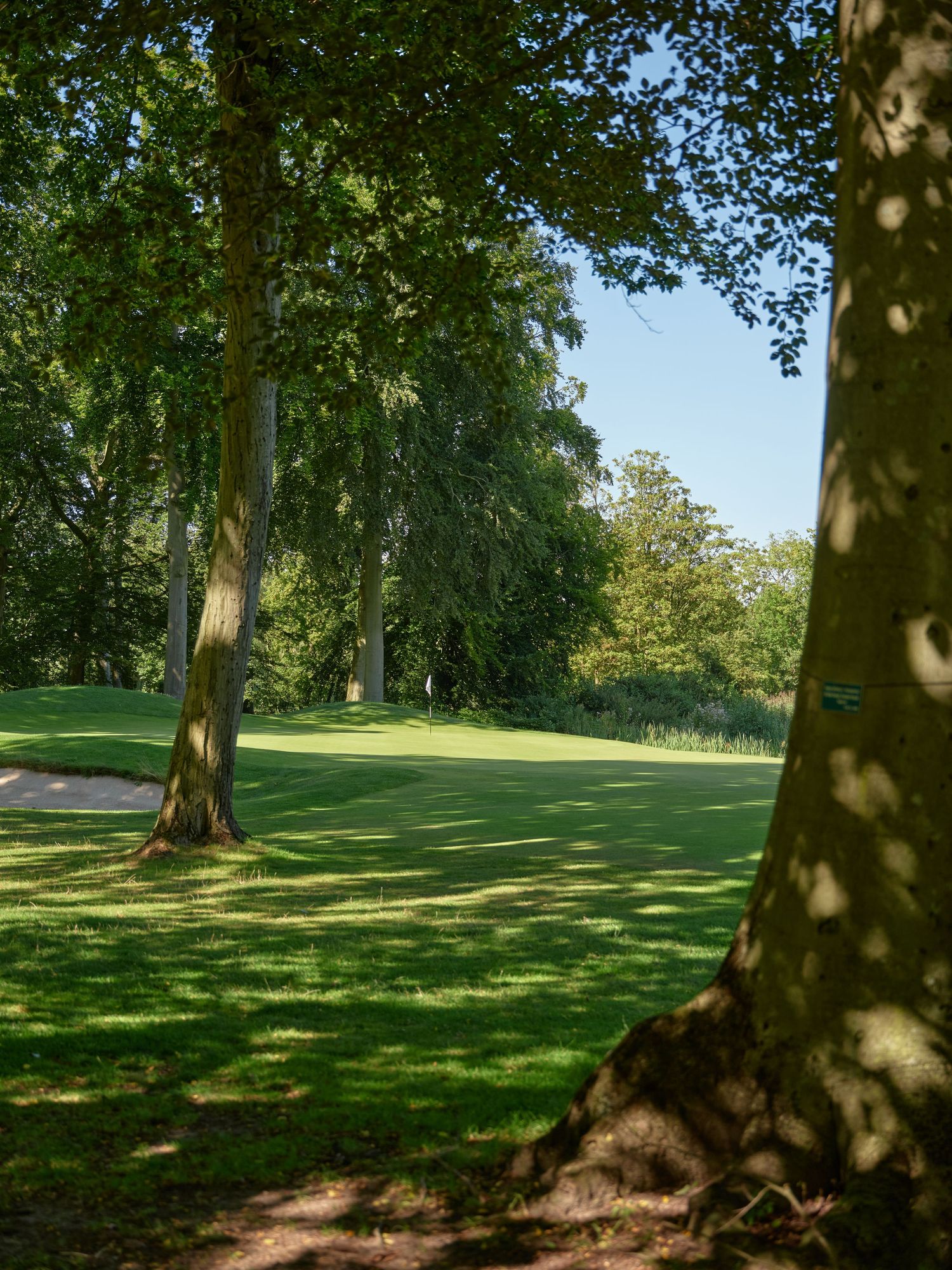 Sunlit golf course fairway viewed through tall mature trees casting dappled shadows on the green grass.