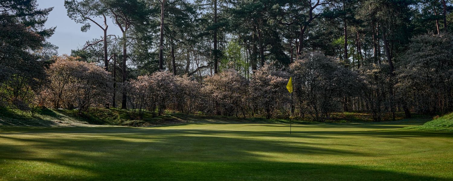 Spring golf course green with yellow flag pin surrounded by blooming cherry blossom trees and tall pines.