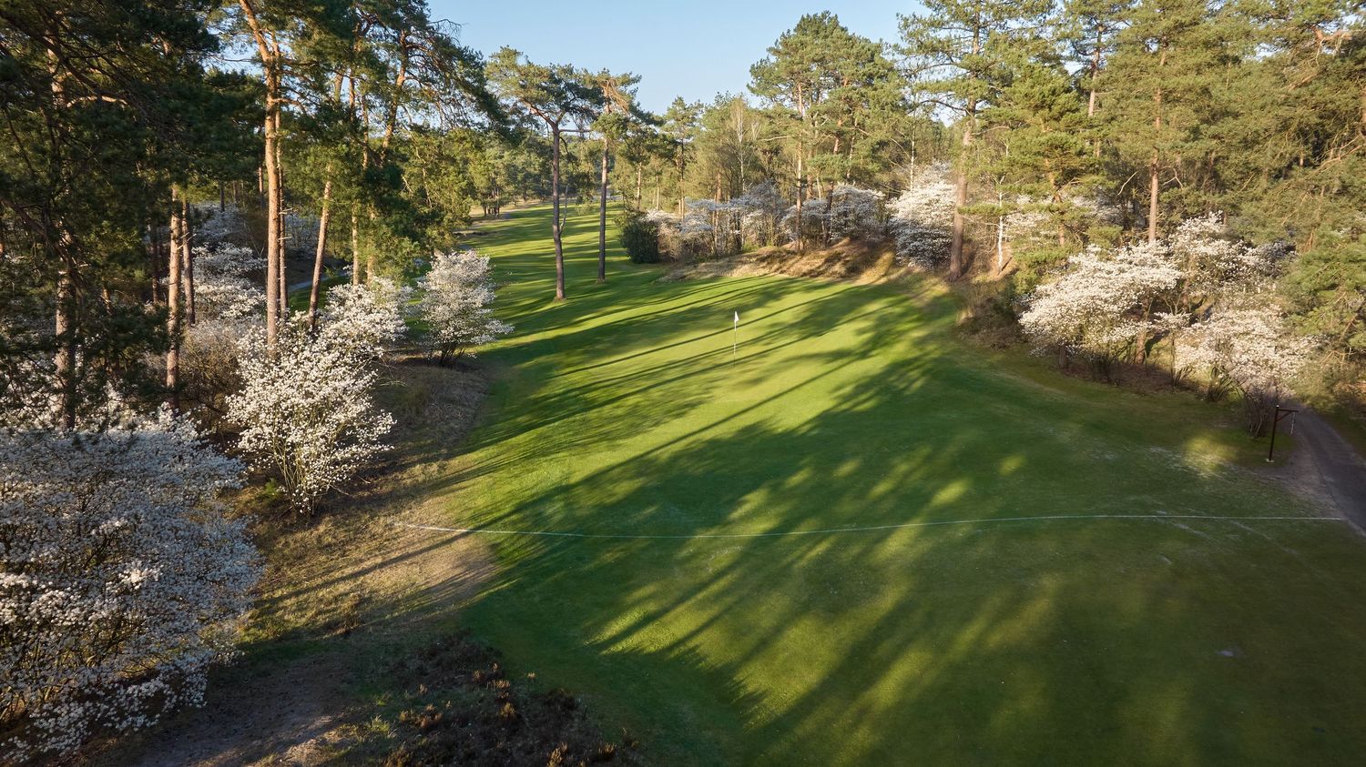 Aerial view of a narrow tree-lined golf fairway with blooming white shrubs and tall pine trees on both sides.