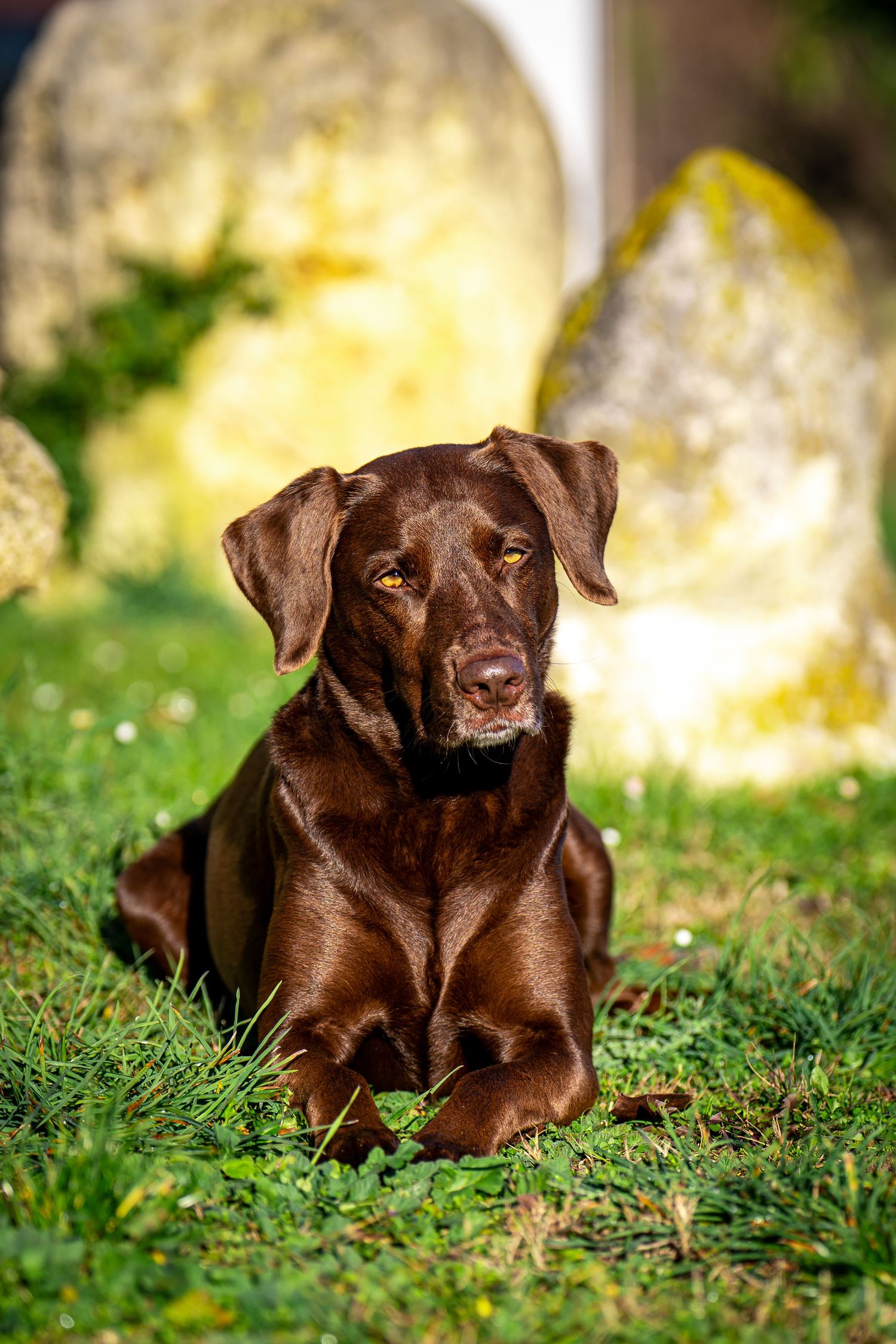 Chocolate Labrador Retriever lying on green grass with mossy rocks in the background.
