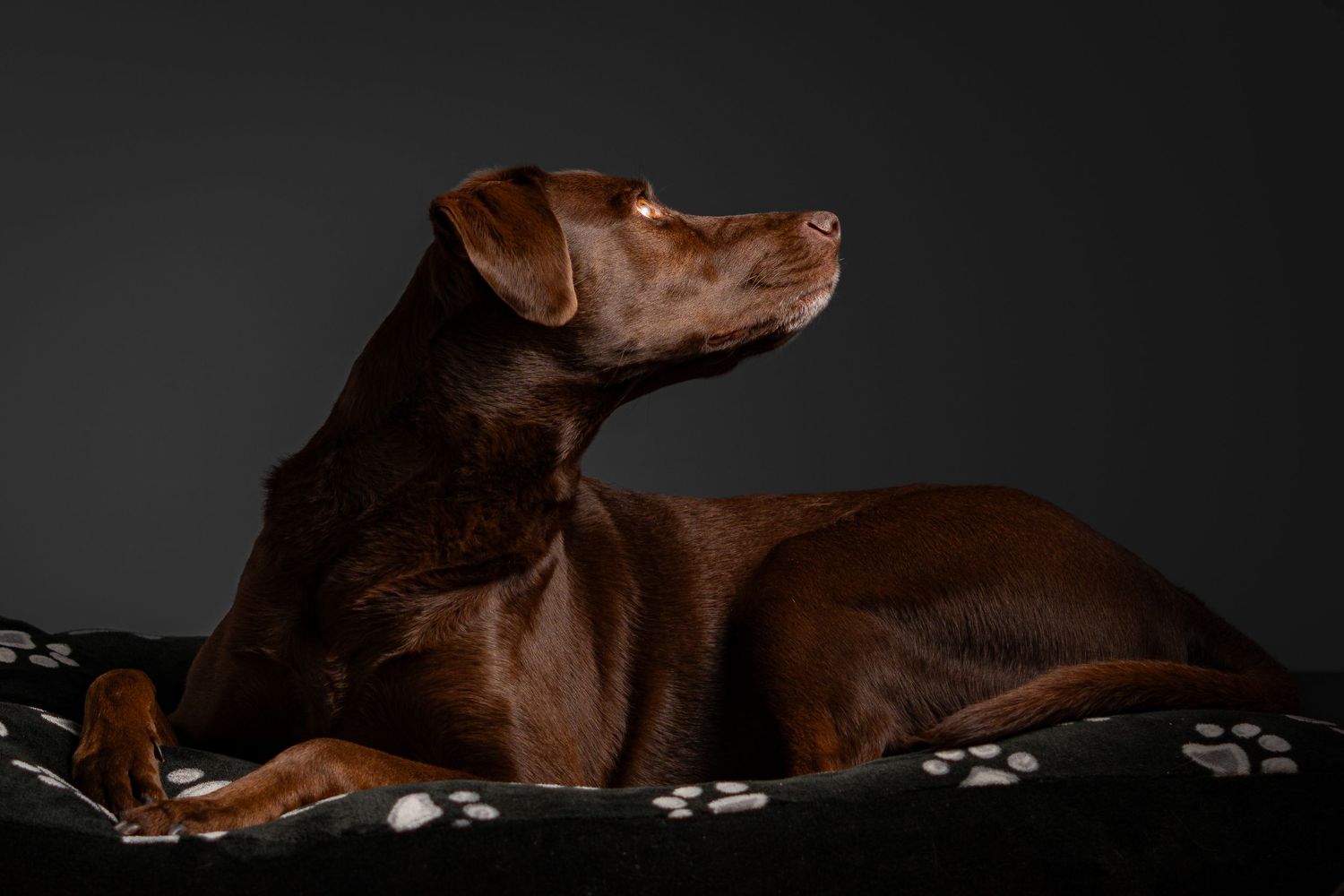 Chocolate Labrador Retriever lying on a paw-print dog bed against a dark gray studio background.