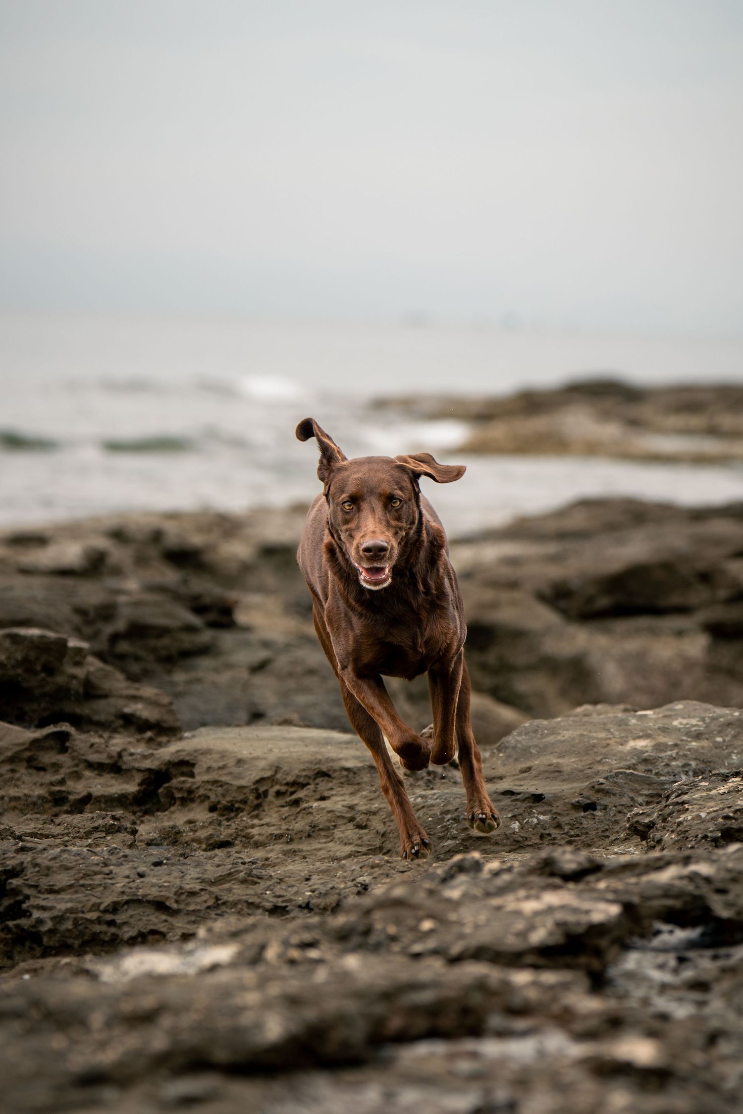 A brown Labrador dog running energetically across rocky coastal terrain with ocean waves in the background.