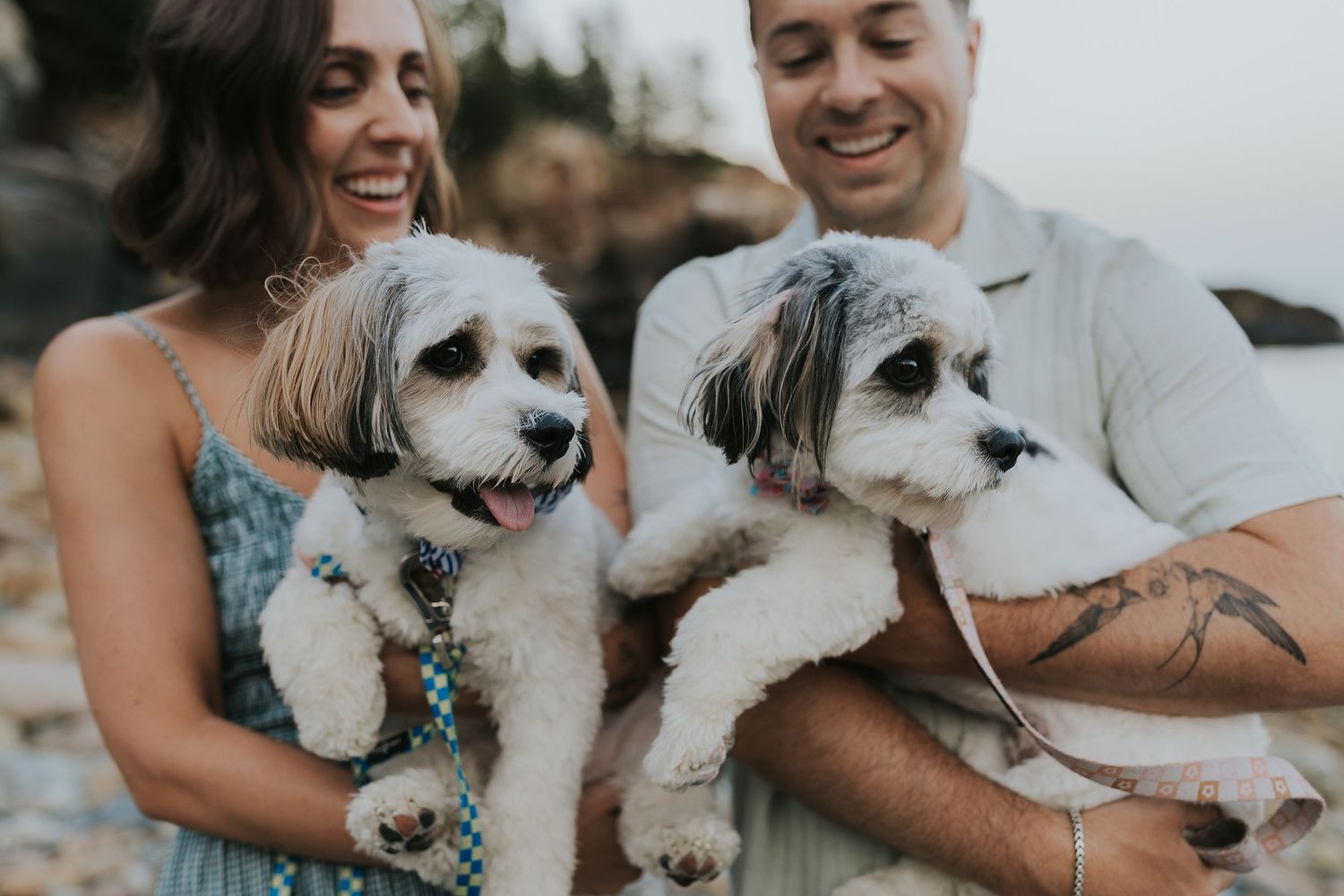 Smiling couple holding two fluffy Shih Tzu dogs on a rocky beach at sunset.