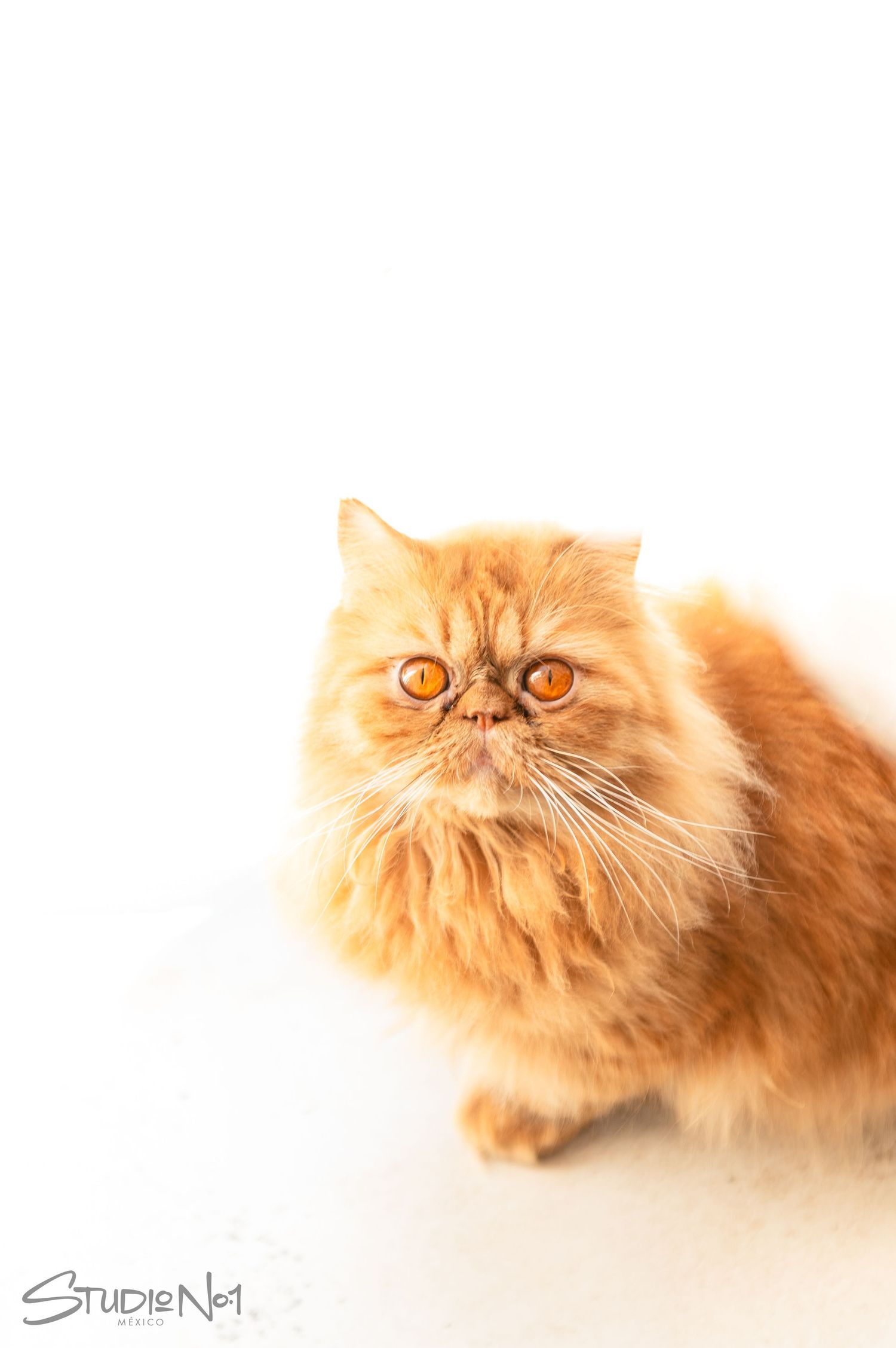 Fluffy orange Persian cat with bright amber eyes sitting against a white background.