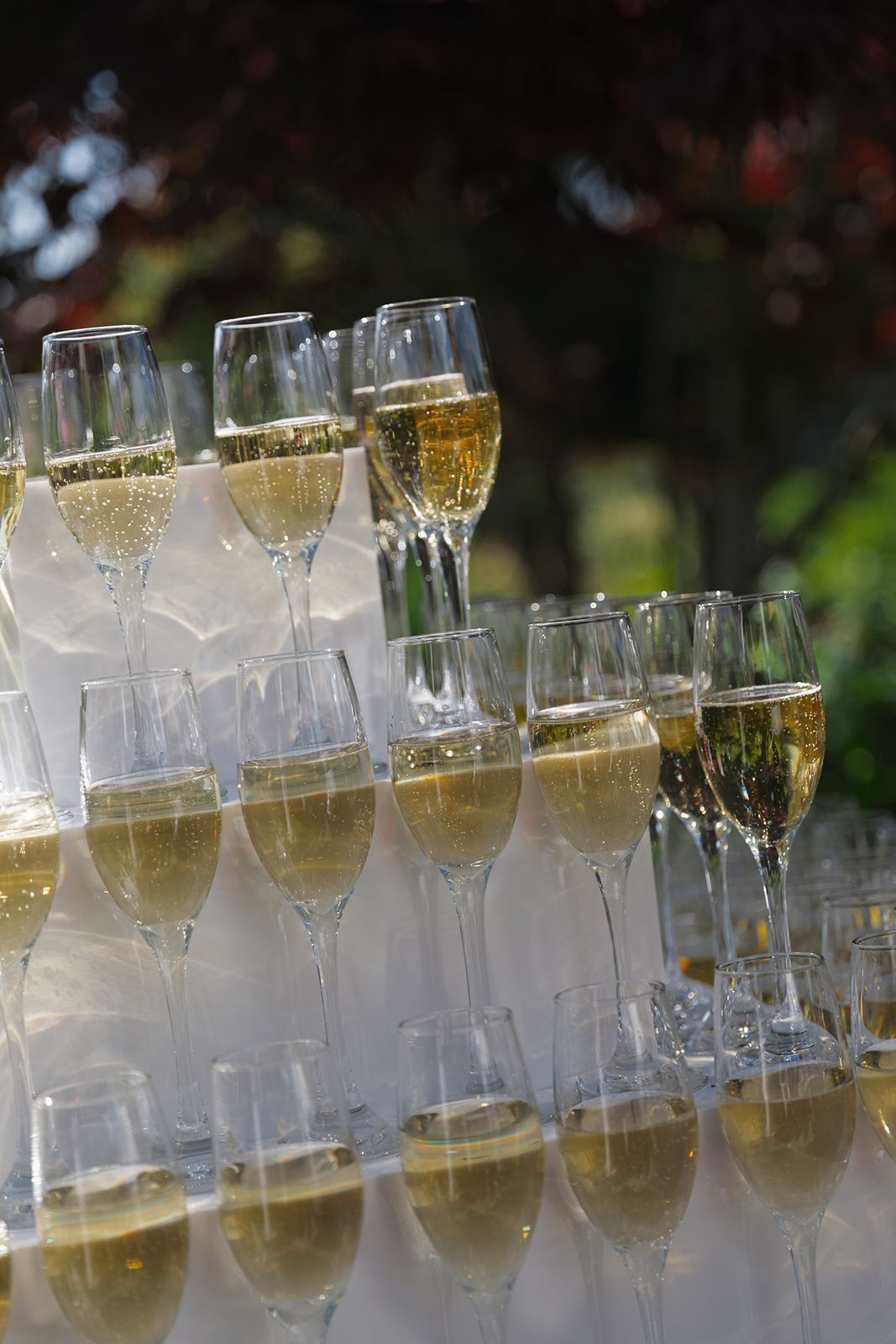 Rows of champagne flutes filled with sparkling wine arranged for a wedding reception toast.