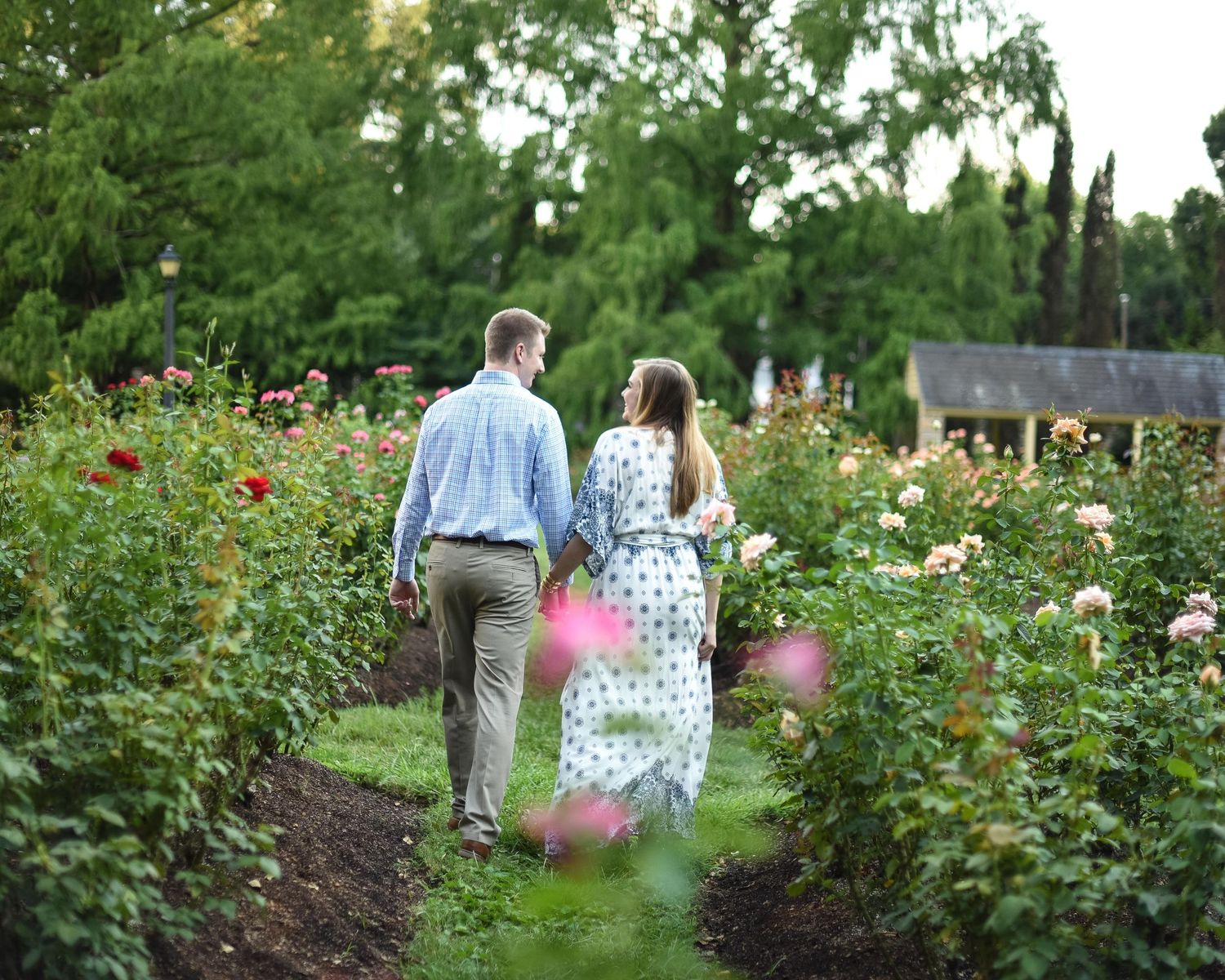Couple walking hand in hand through a blooming rose garden with lush green trees in the background.