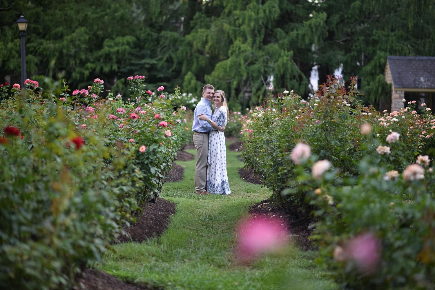 Couple standing together in a blooming rose garden with rows of colorful roses surrounding them.