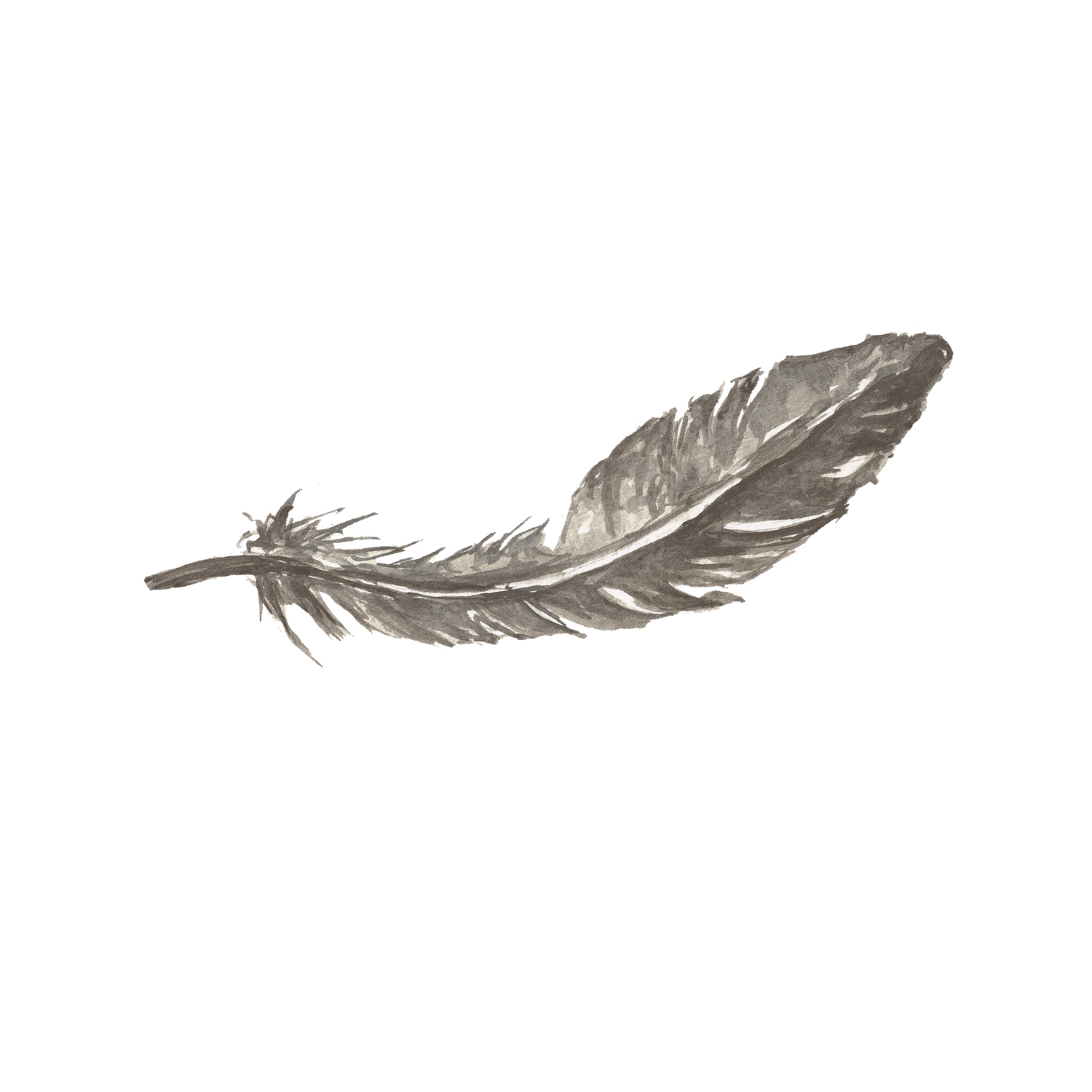 Delicate watercolor illustration of a single silver-gray feather on a white background.