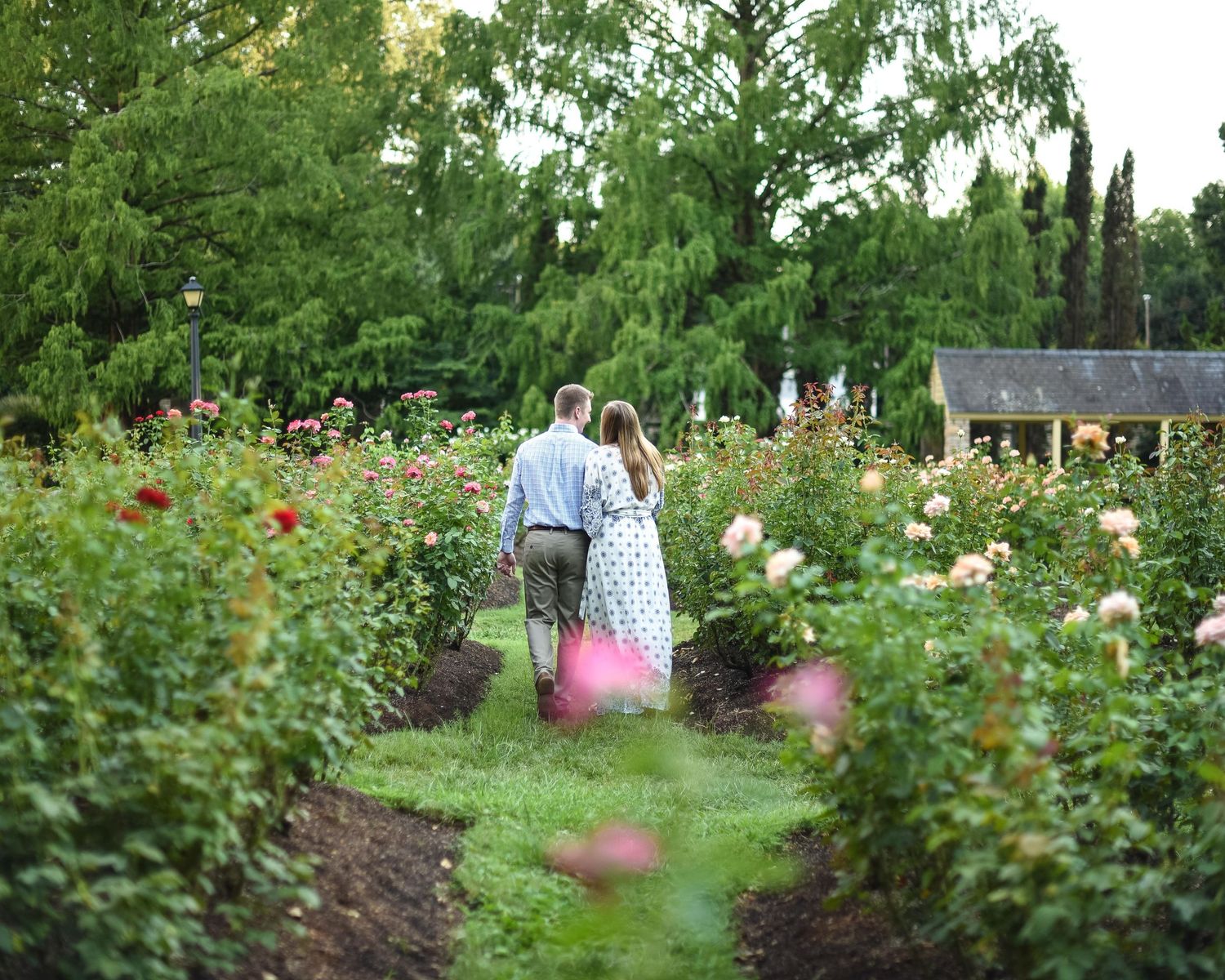 Couple walking hand in hand through a lush rose garden with colorful blooms and green trees in the background.