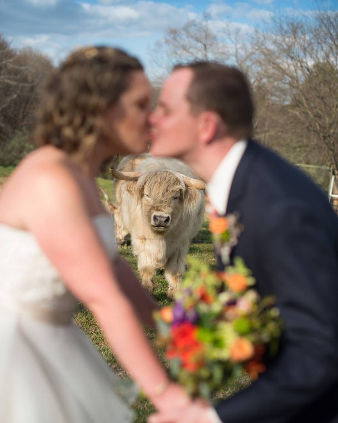 Bride and groom kissing with curious longhorn cow photobombing in background at farm wedding.