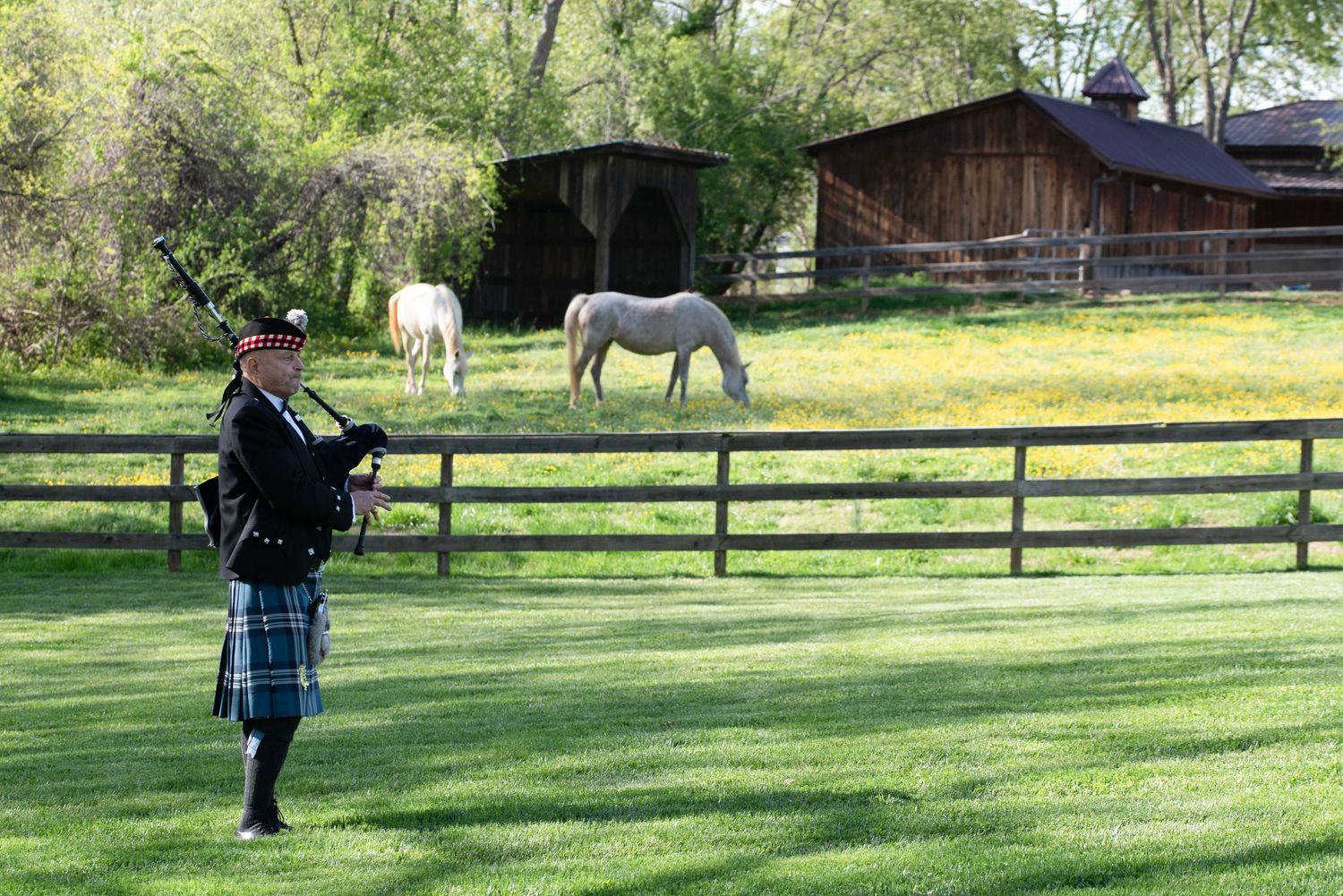 A bagpiper in traditional Scottish kilt performs on green lawn beside a wooden fence with white horses grazing nearby.