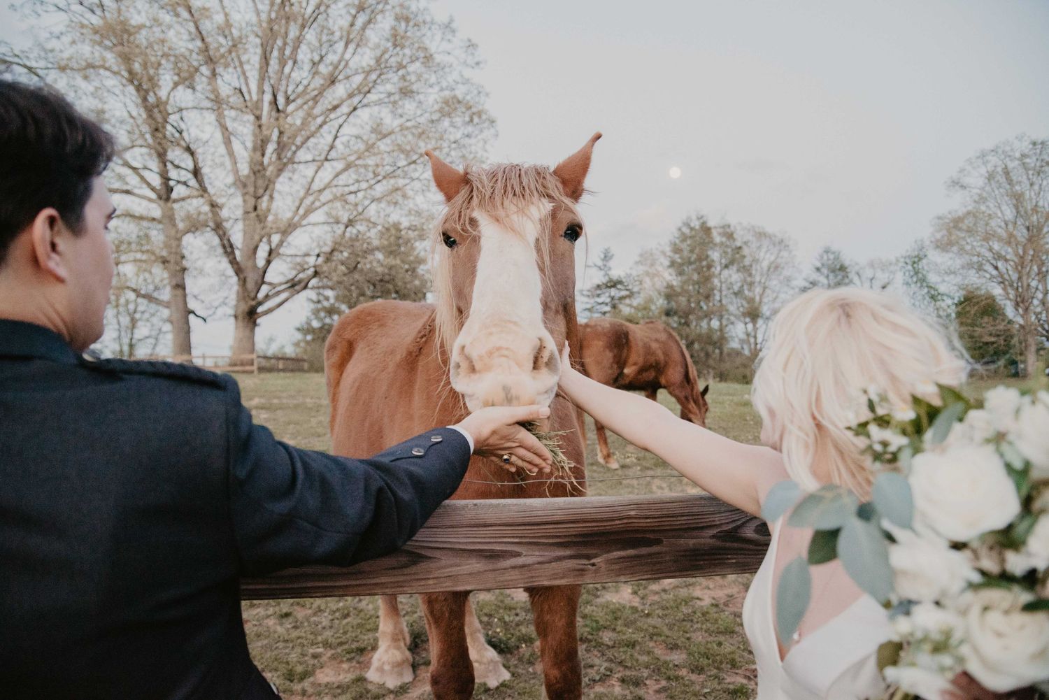 Bride and groom feeding a chestnut horse outdoors at a farm wedding venue with bare trees in background.