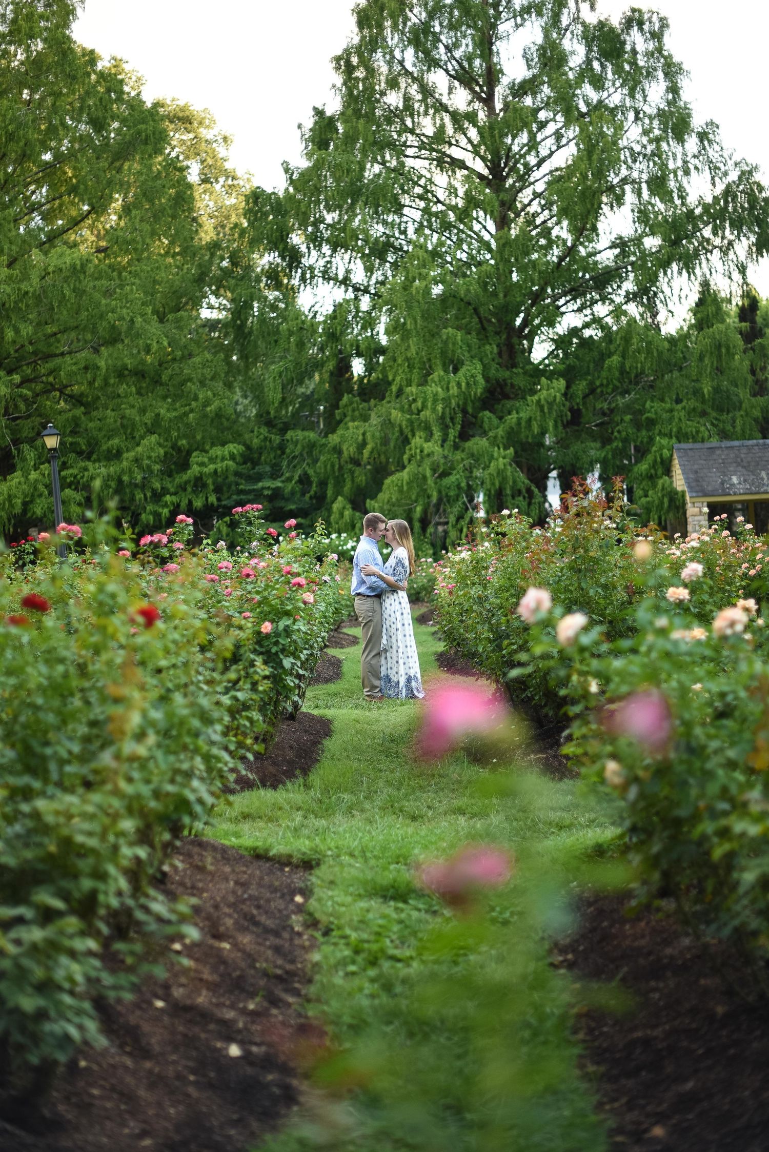 Romantic couple embraces in the center of a beautiful rose garden pathway surrounded by pink and red blooms.