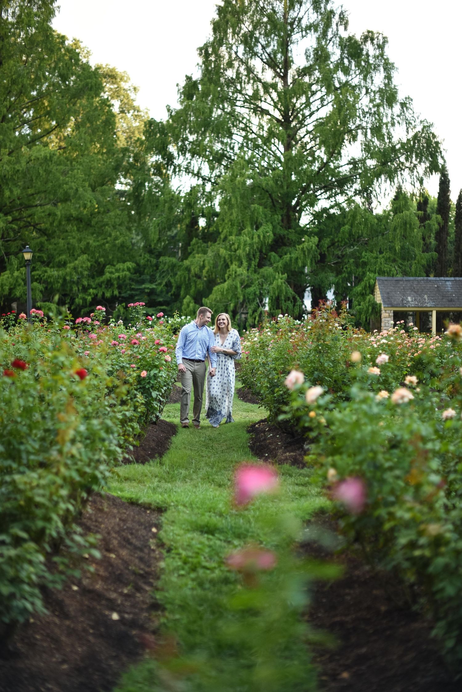 Couple walking hand in hand through a lush rose garden with colorful blooms and tall green trees.