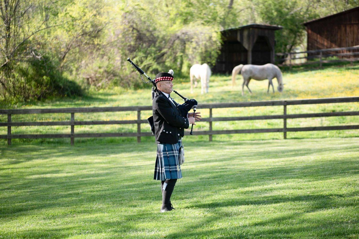 A bagpiper in traditional Scottish kilt performs on a green lawn with white horses grazing near a wooden fence.
