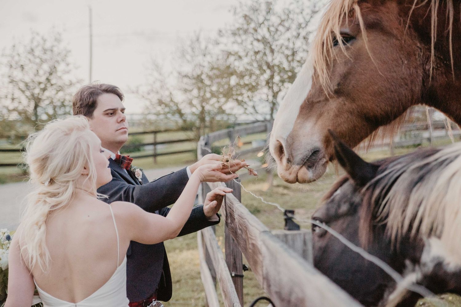 Bride and groom feeding a brown horse over a wooden fence at a rustic farm wedding venue.