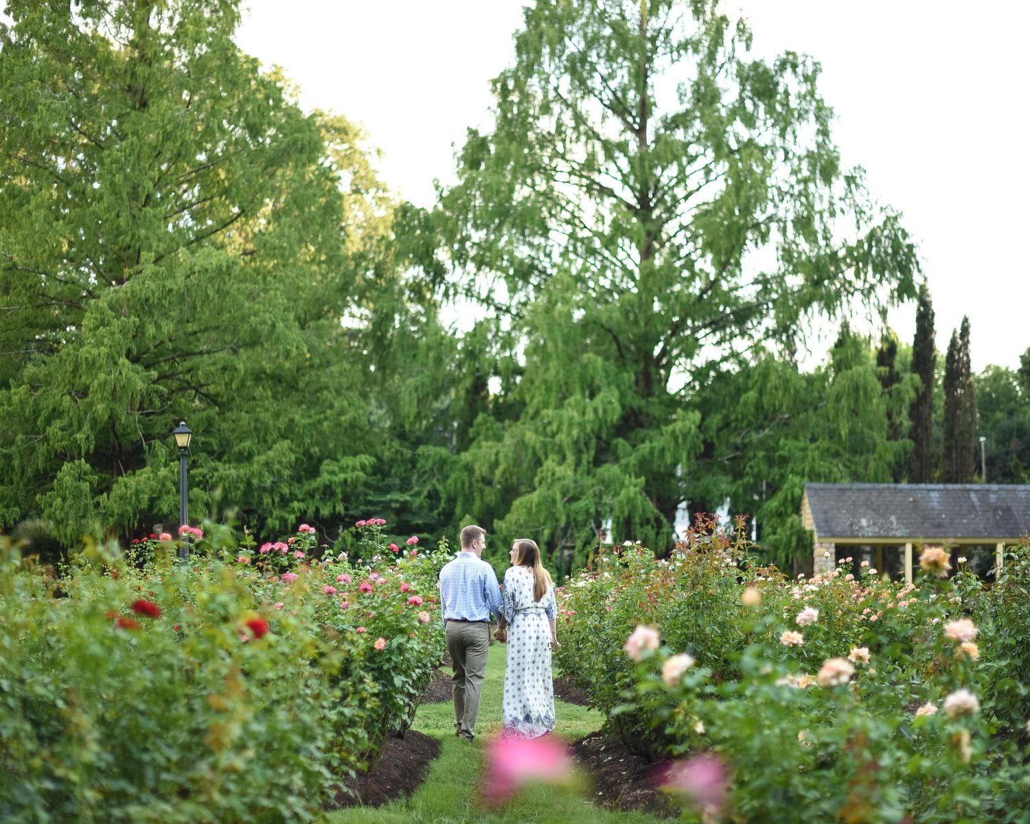 Couple walks hand-in-hand through a lush rose garden with colorful blooms and tall green trees at dusk.