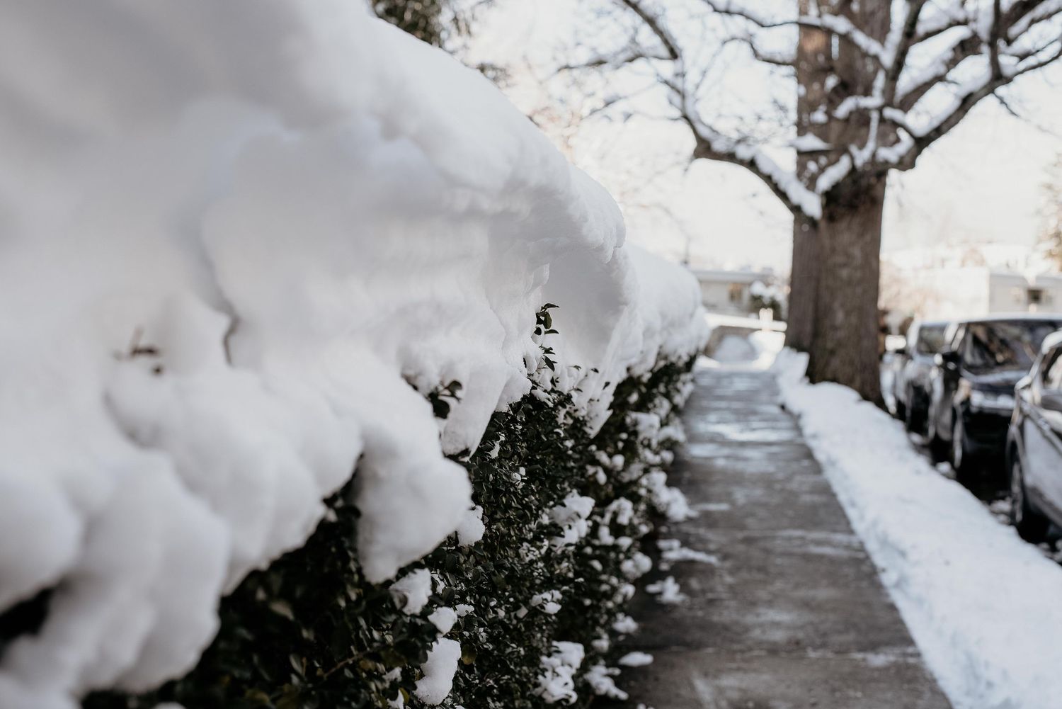 Snow-covered hedges line a city sidewalk after a heavy winter snowstorm, with parked cars and bare trees visible.