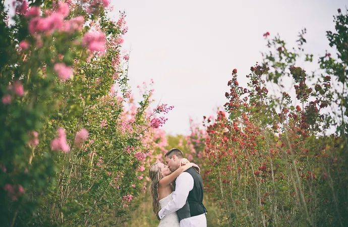Couple sharing tender kiss surrounded by vibrant pink blooming flowers during outdoor engagement session.