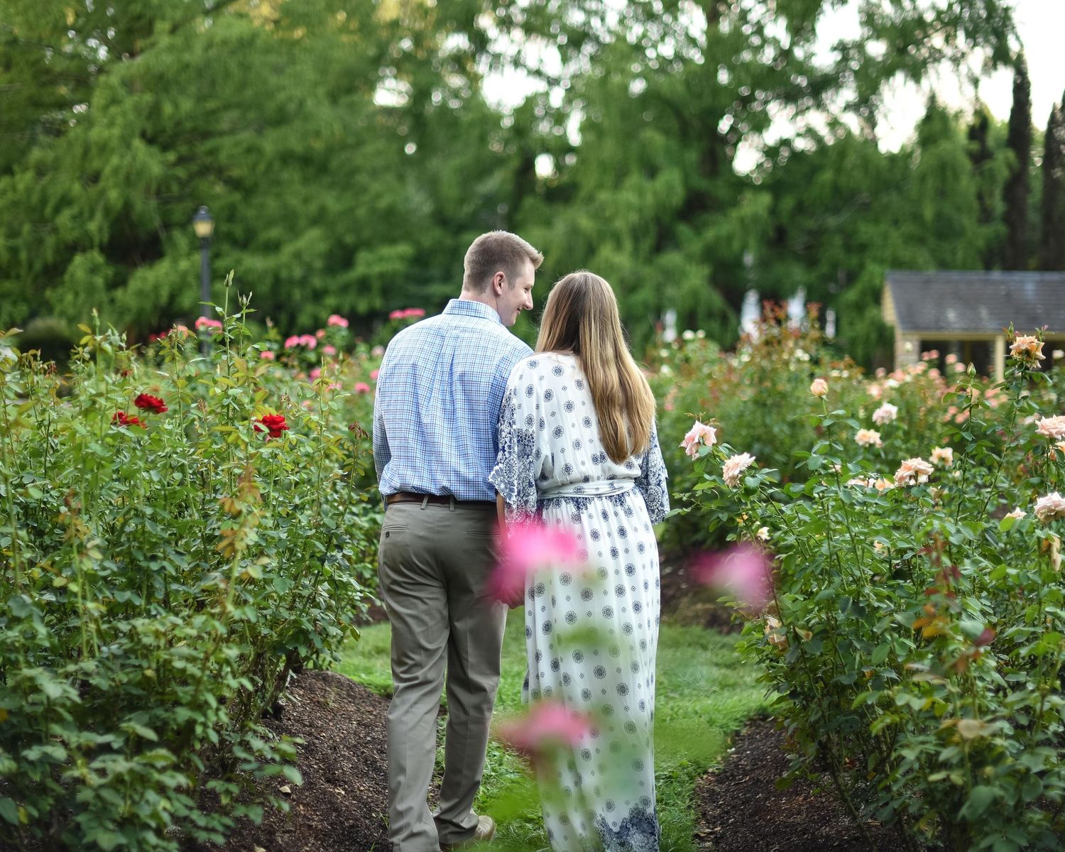 Couple walking hand in hand through a lush rose garden with colorful blooms lining a green path.