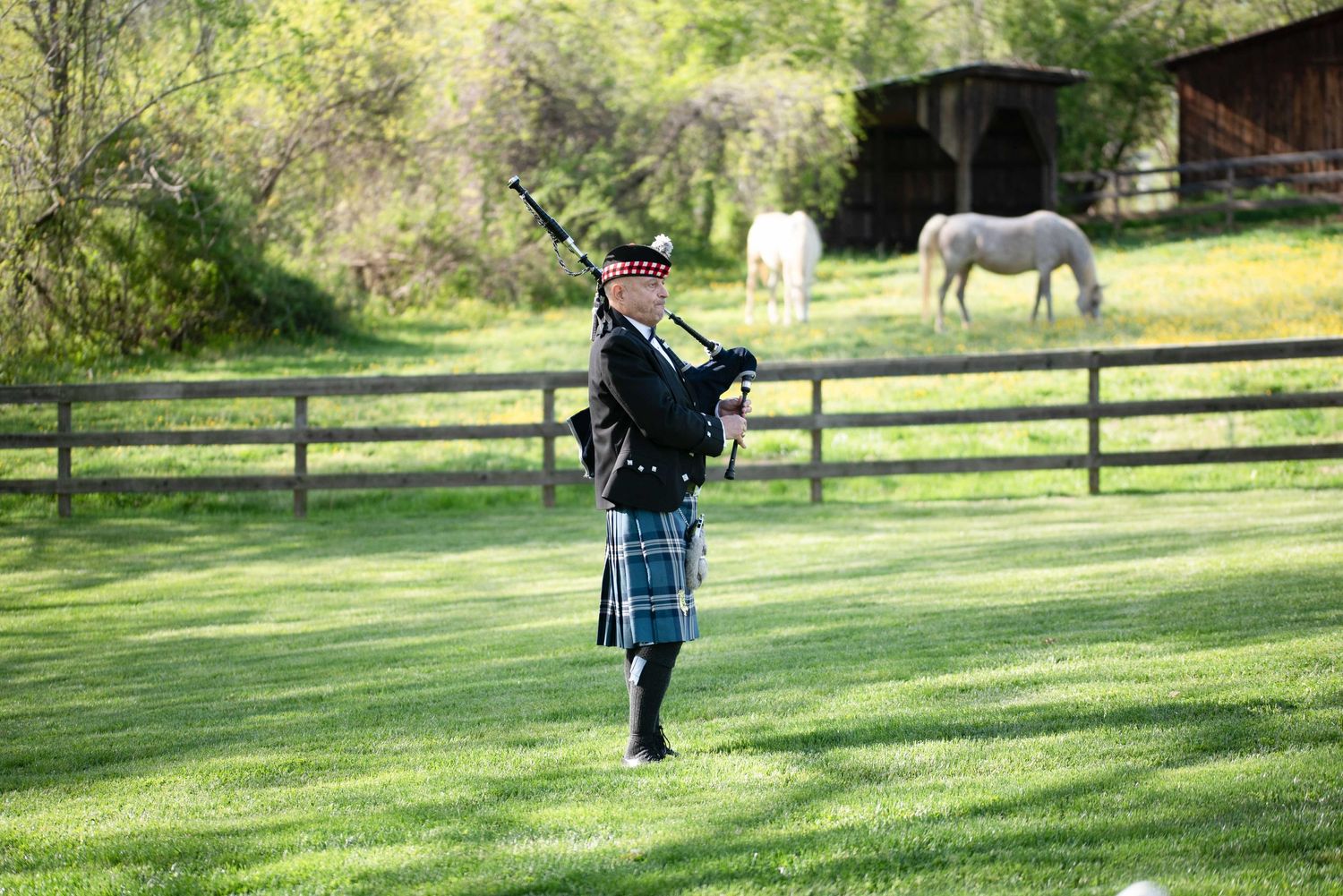 A Scottish bagpiper in traditional tartan kilt performs on lush green grass with horses grazing near a wooden fence.