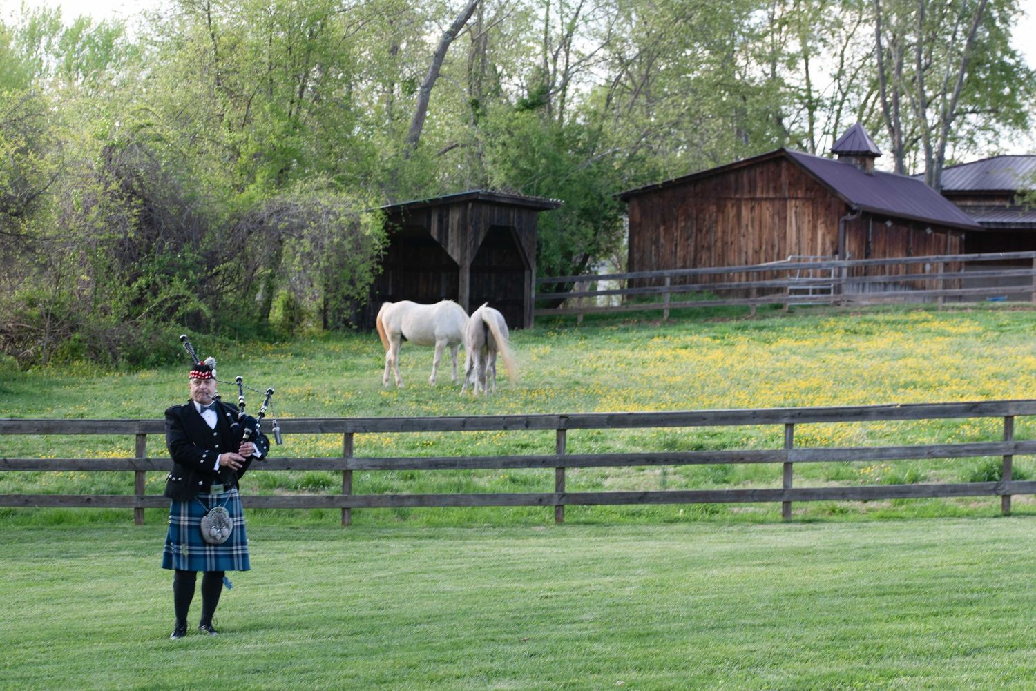 Bagpiper in tartan kilt performing outdoors near a wooden fence with white horses grazing by a rustic barn.