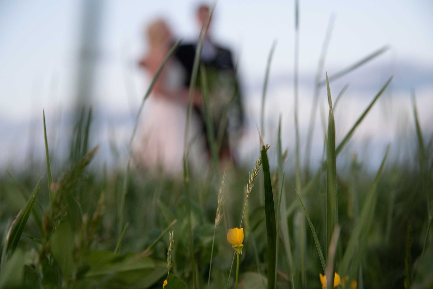 A couple in wedding attire embraces in a field, with green grass and a small yellow flower in the foreground.