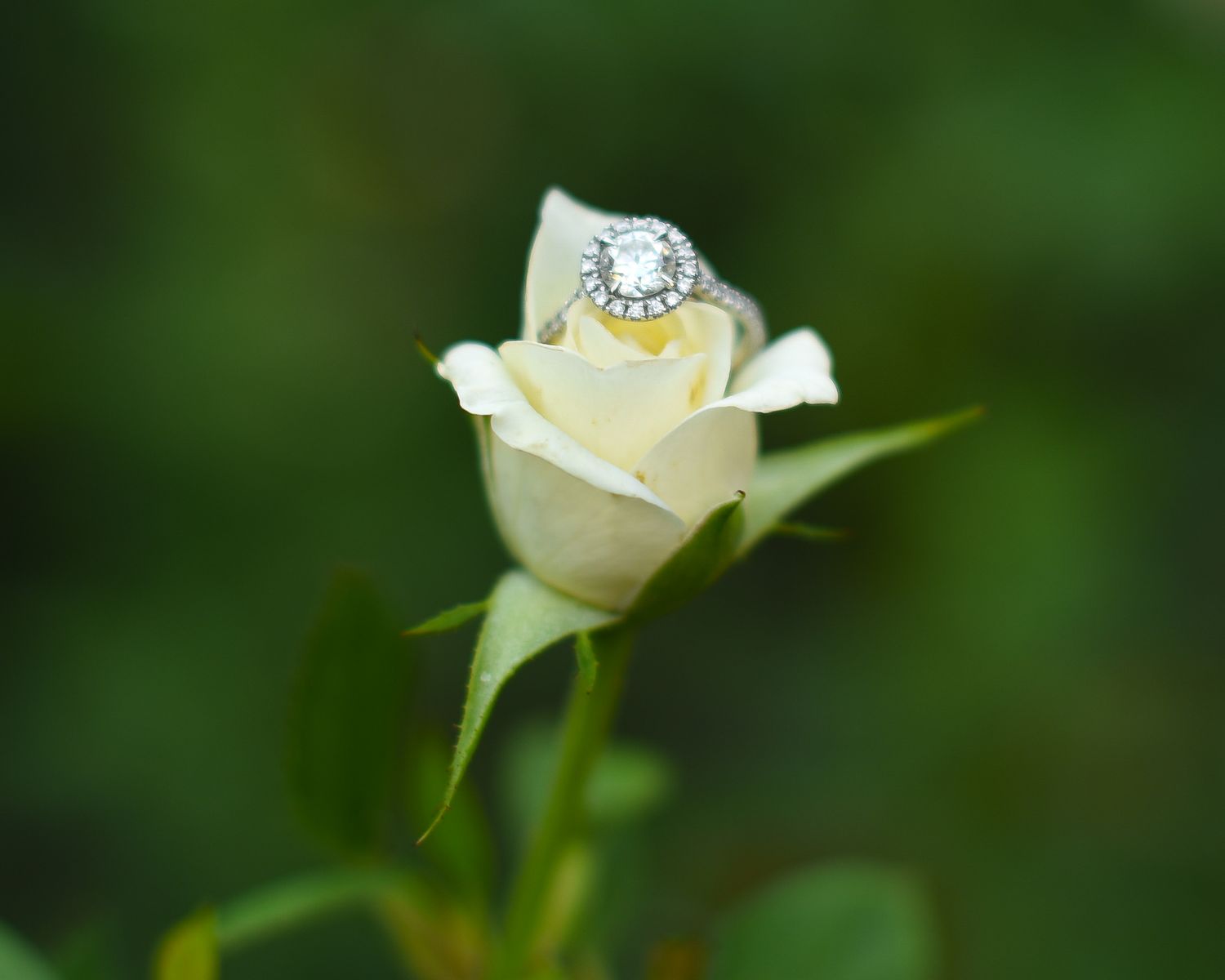 Diamond halo engagement ring displayed on a creamy white rose bud with green bokeh background.