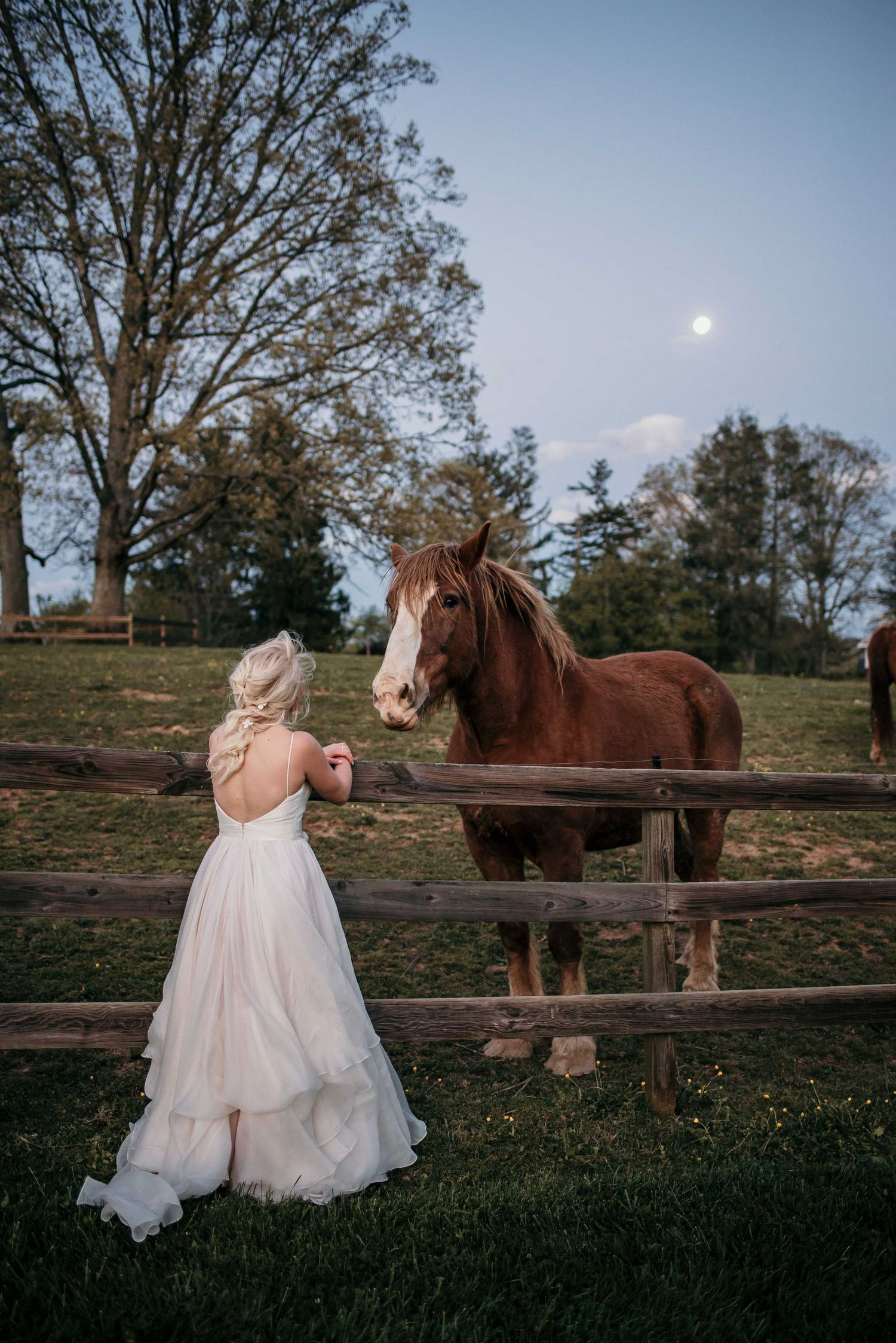 Bride in white backless gown feeding a chestnut horse at a wooden fence under a full moon at dusk.