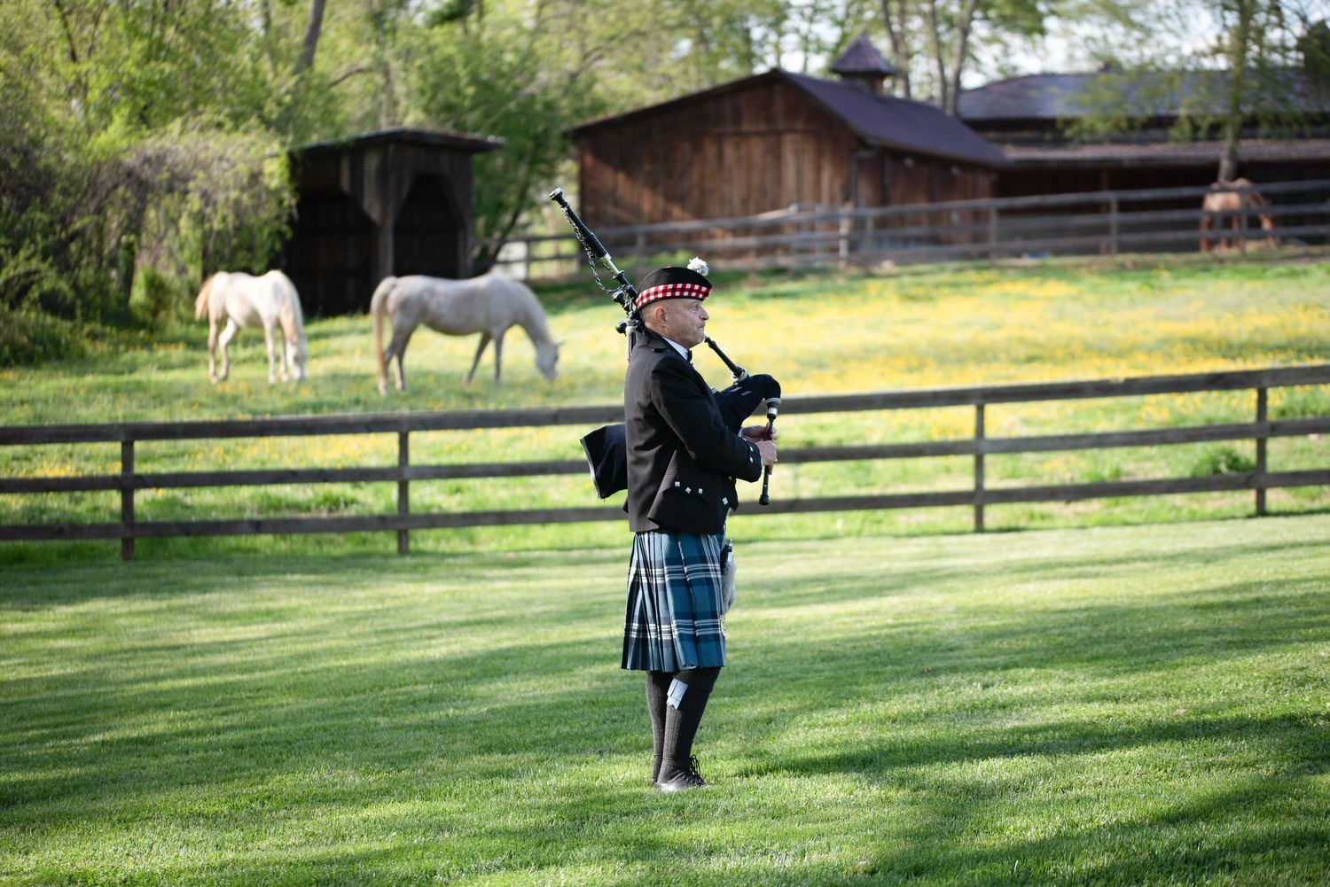 Bagpiper in traditional Scottish kilt performing outdoors on green lawn with white horses and wooden fence farm background.