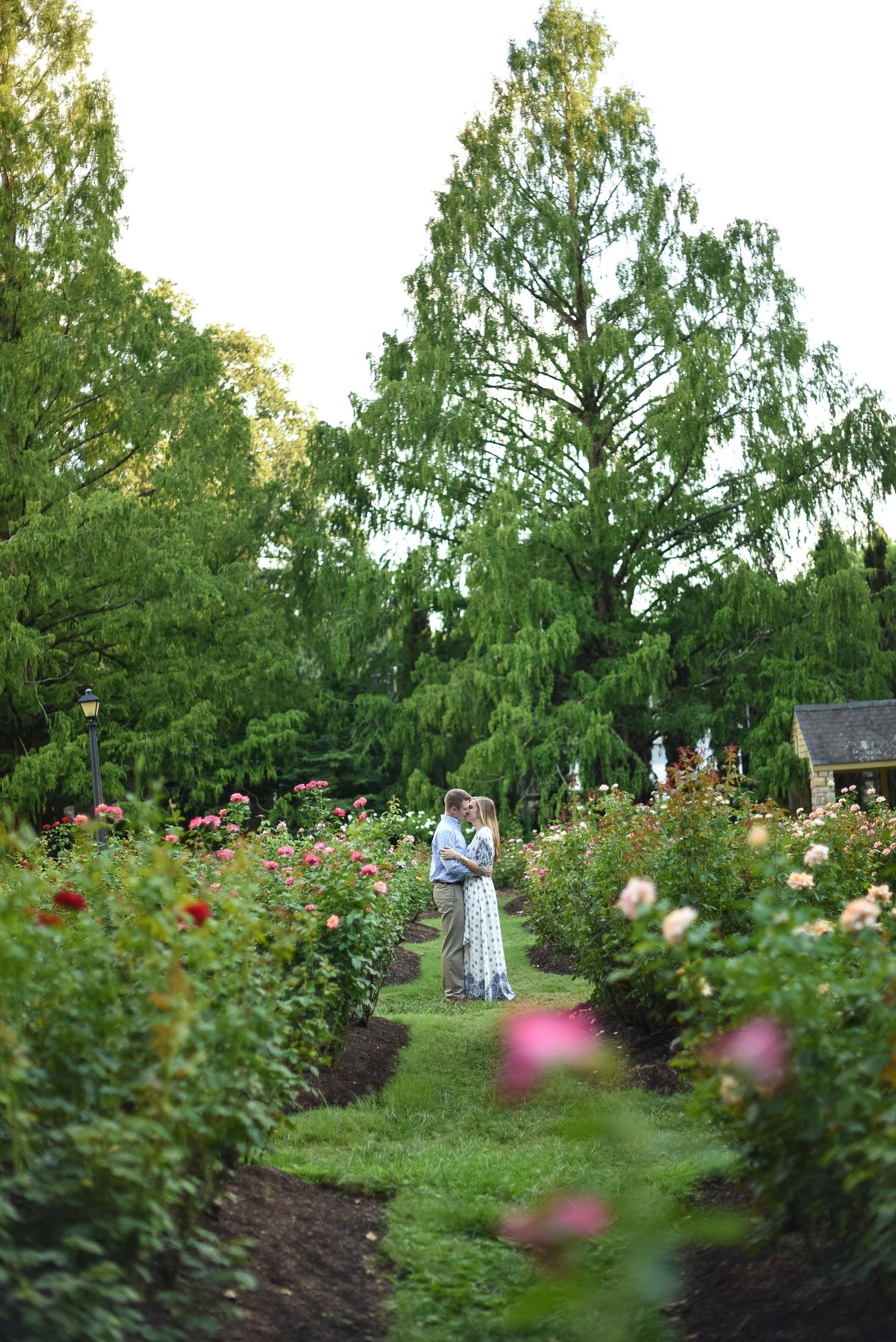 Couple embracing romantically among blooming rose garden rows with lush green trees in background.
