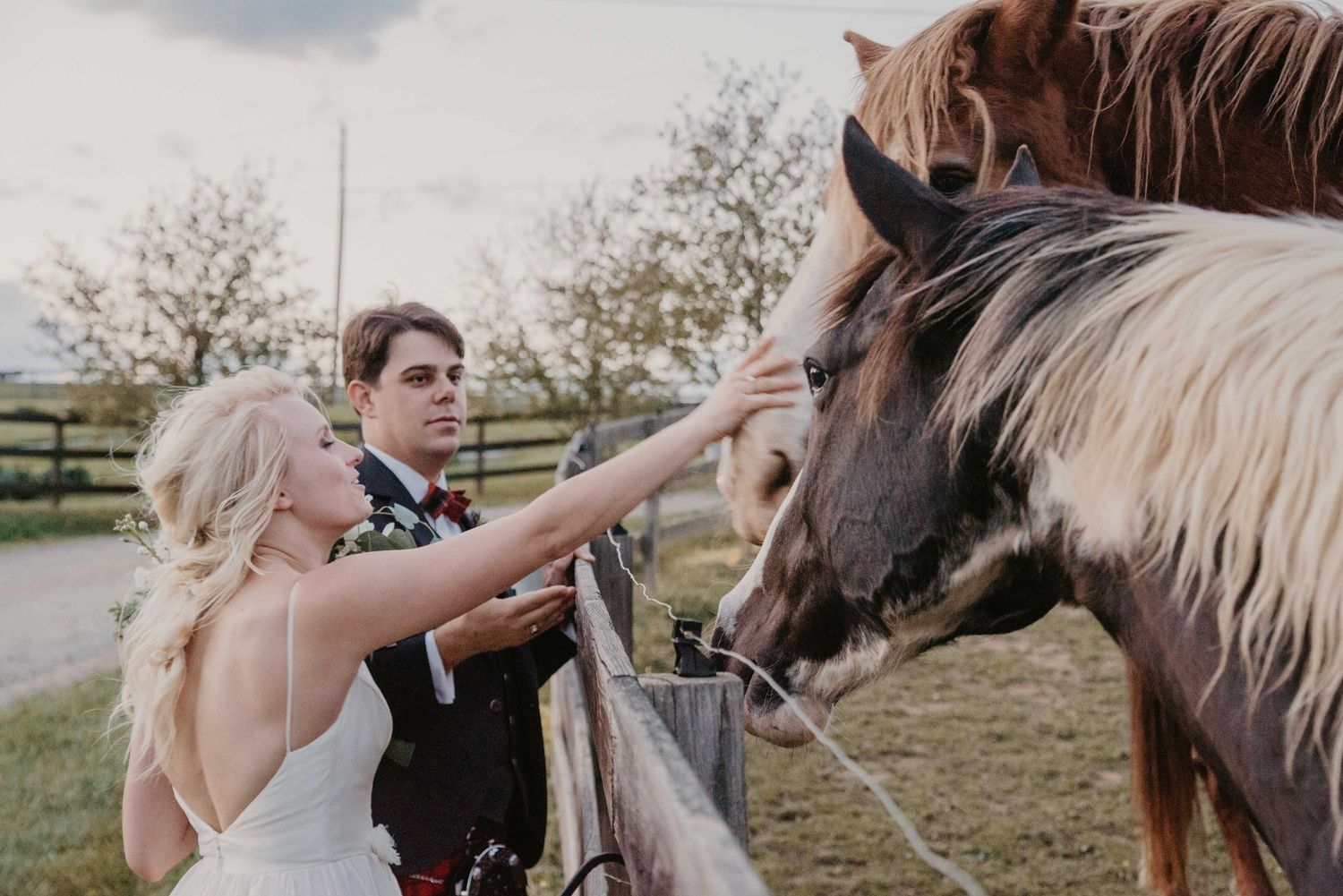 Bride and groom petting horses at a farm fence on their wedding day in a rustic outdoor setting.
