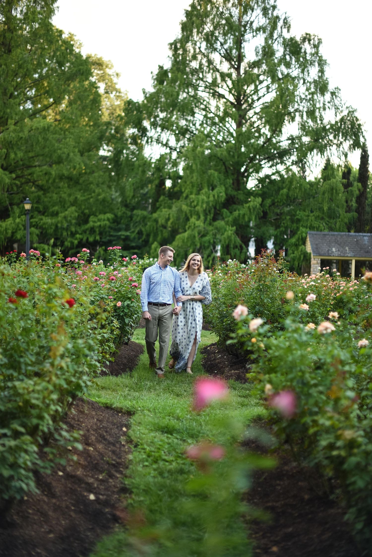 Couple walking hand-in-hand through a lush rose garden with blooming pink flowers and tall green trees.