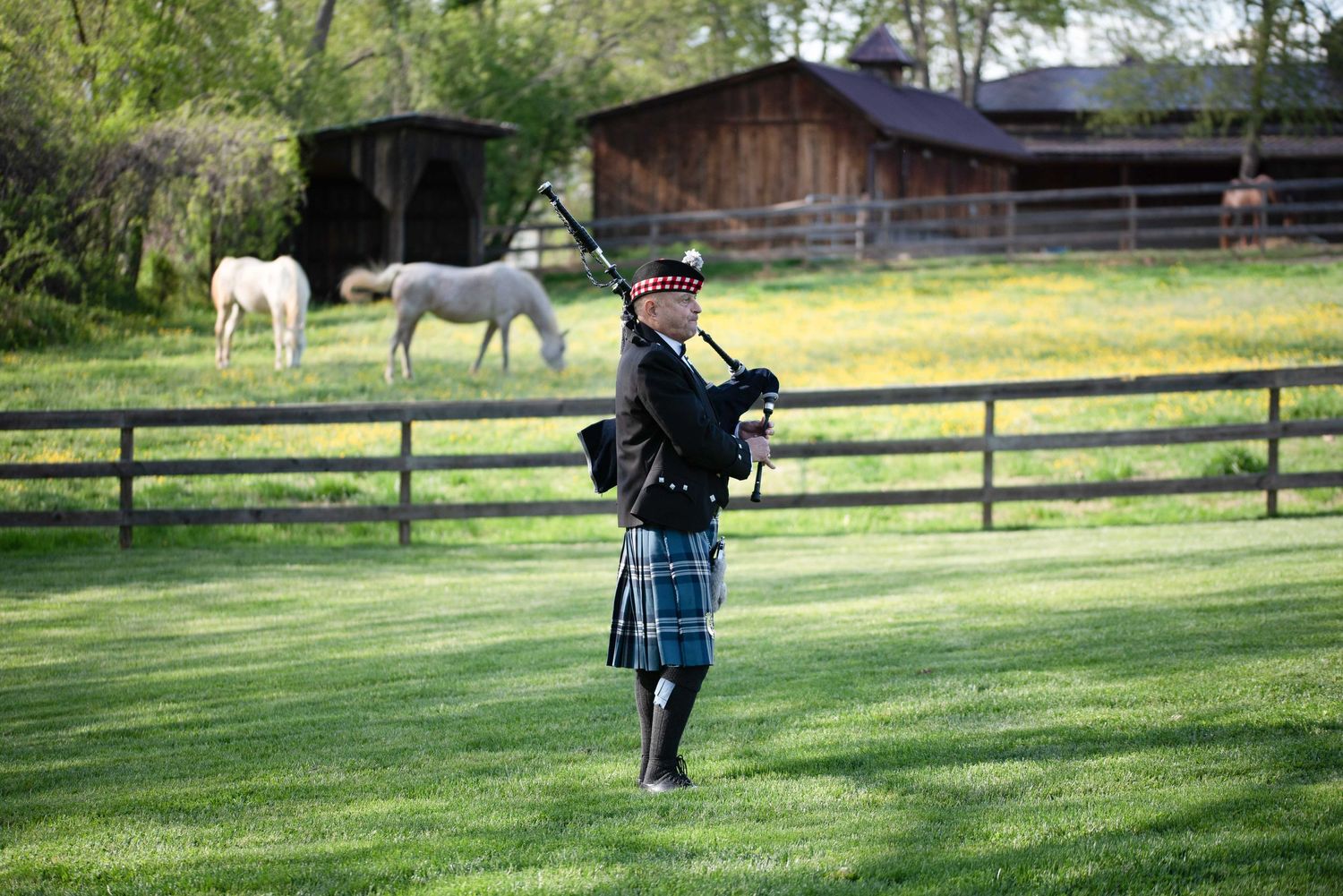 Bagpiper in kilt playing on green lawn with white horses and rustic barn in background.