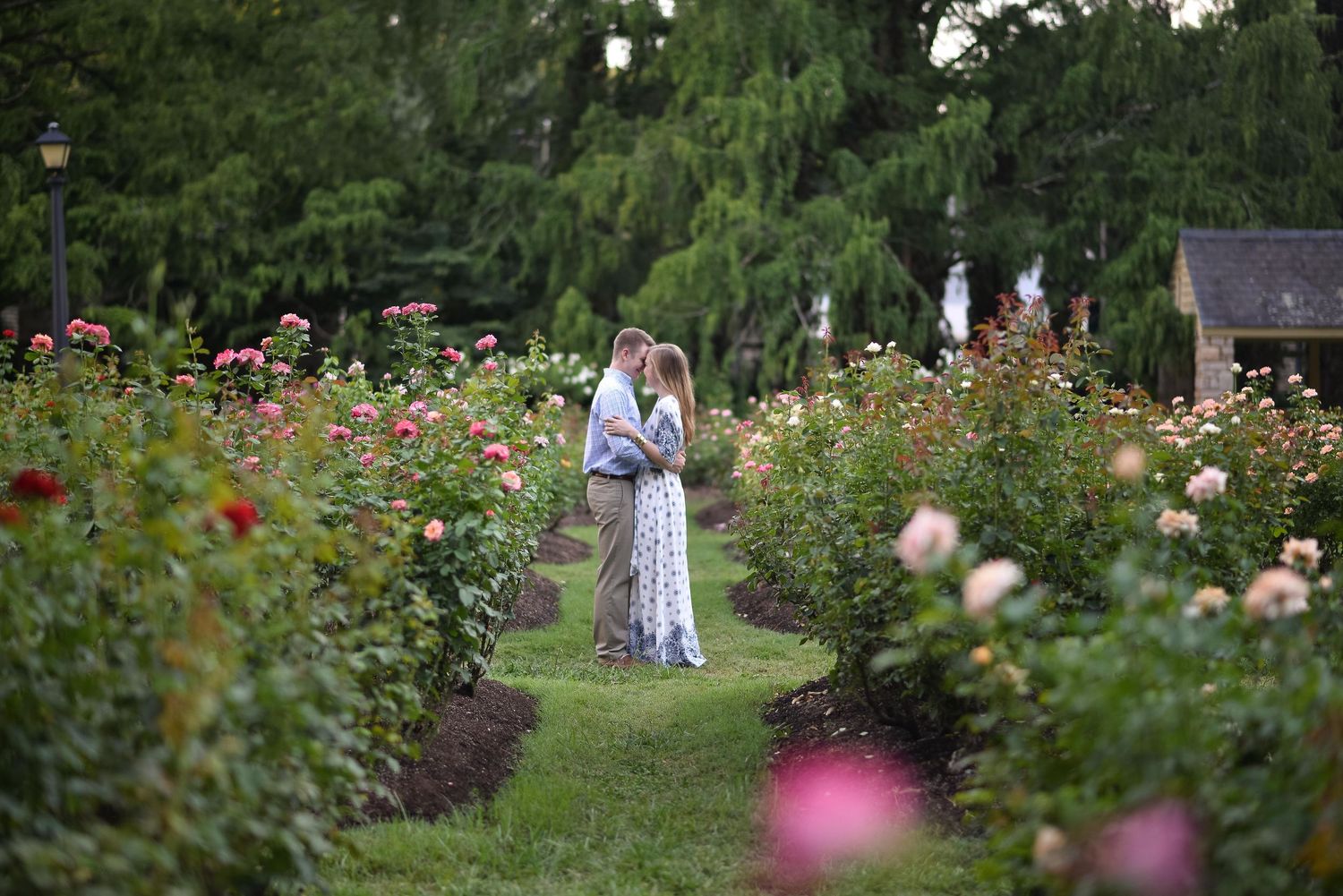 Couple embracing romantically in a lush rose garden with colorful blooms and green trees at dusk.