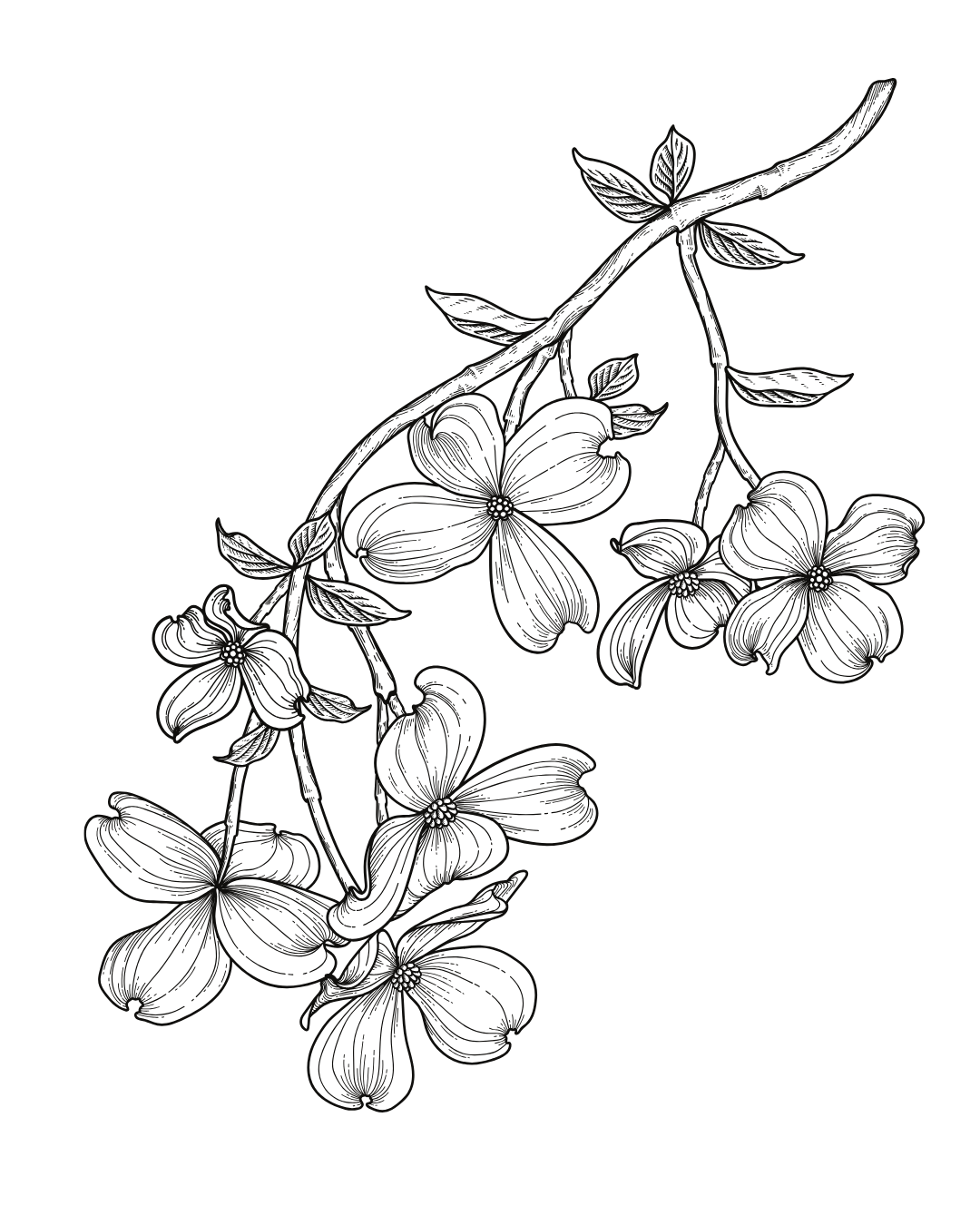 Black and white ink drawing of a dogwood branch with blooming flowers and leaves.