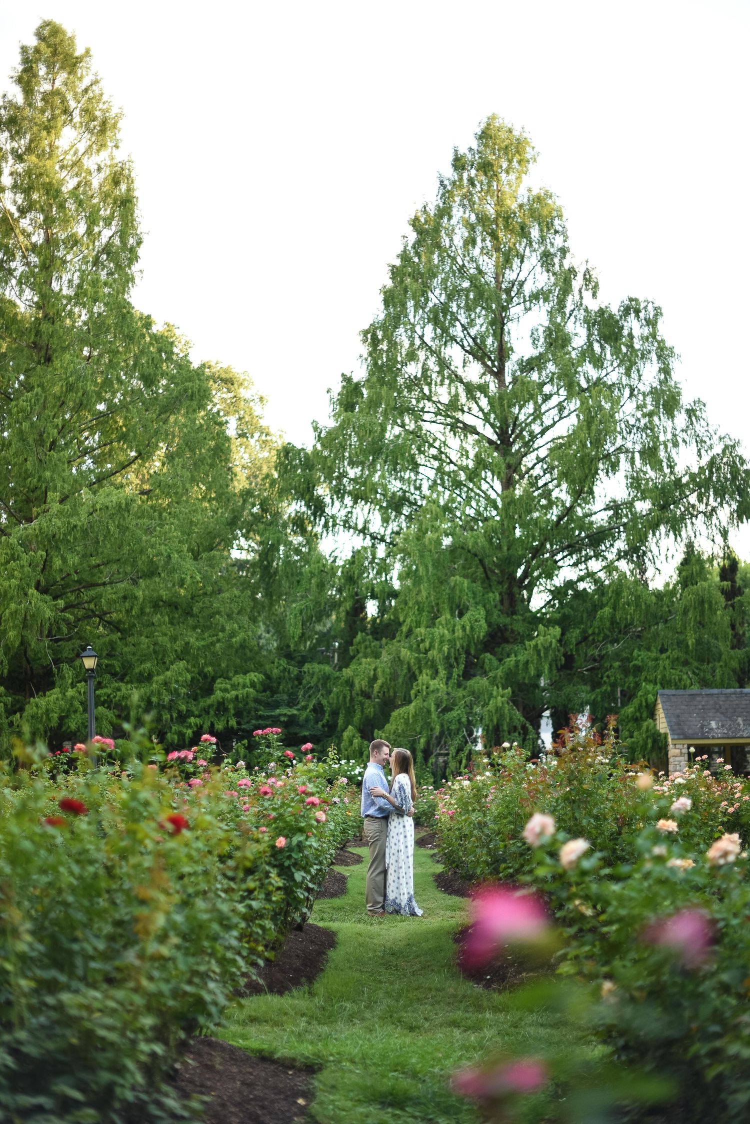 Romantic couple embracing in a beautiful rose garden surrounded by lush greenery and colorful flowers.