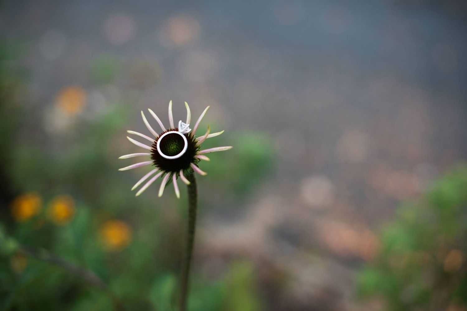 Wedding rings displayed on a wildflower stem in a garden setting.