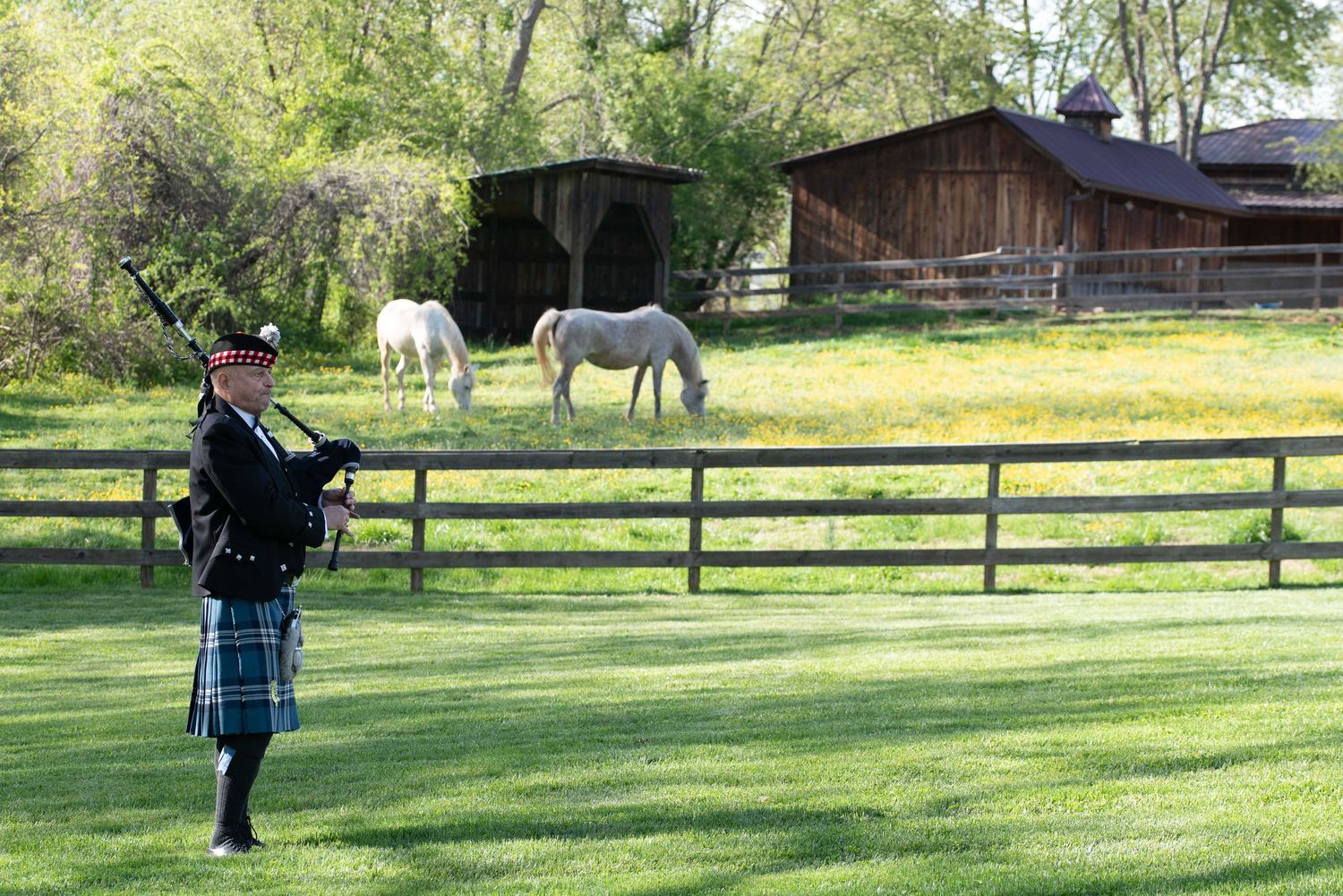 Scottish bagpiper in kilt performs on green lawn near wooden fence with white horses grazing by rustic barn.