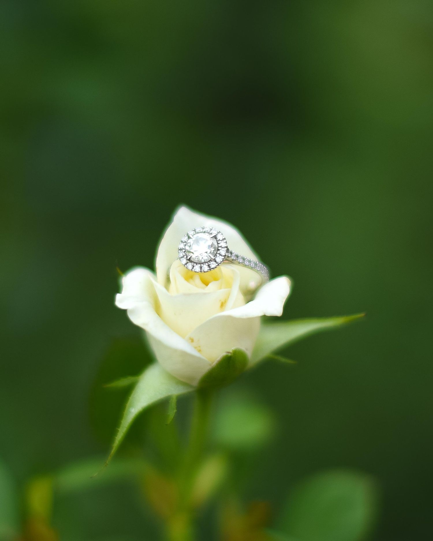 A diamond halo engagement ring resting elegantly inside a blooming white rose against a green bokeh background.
